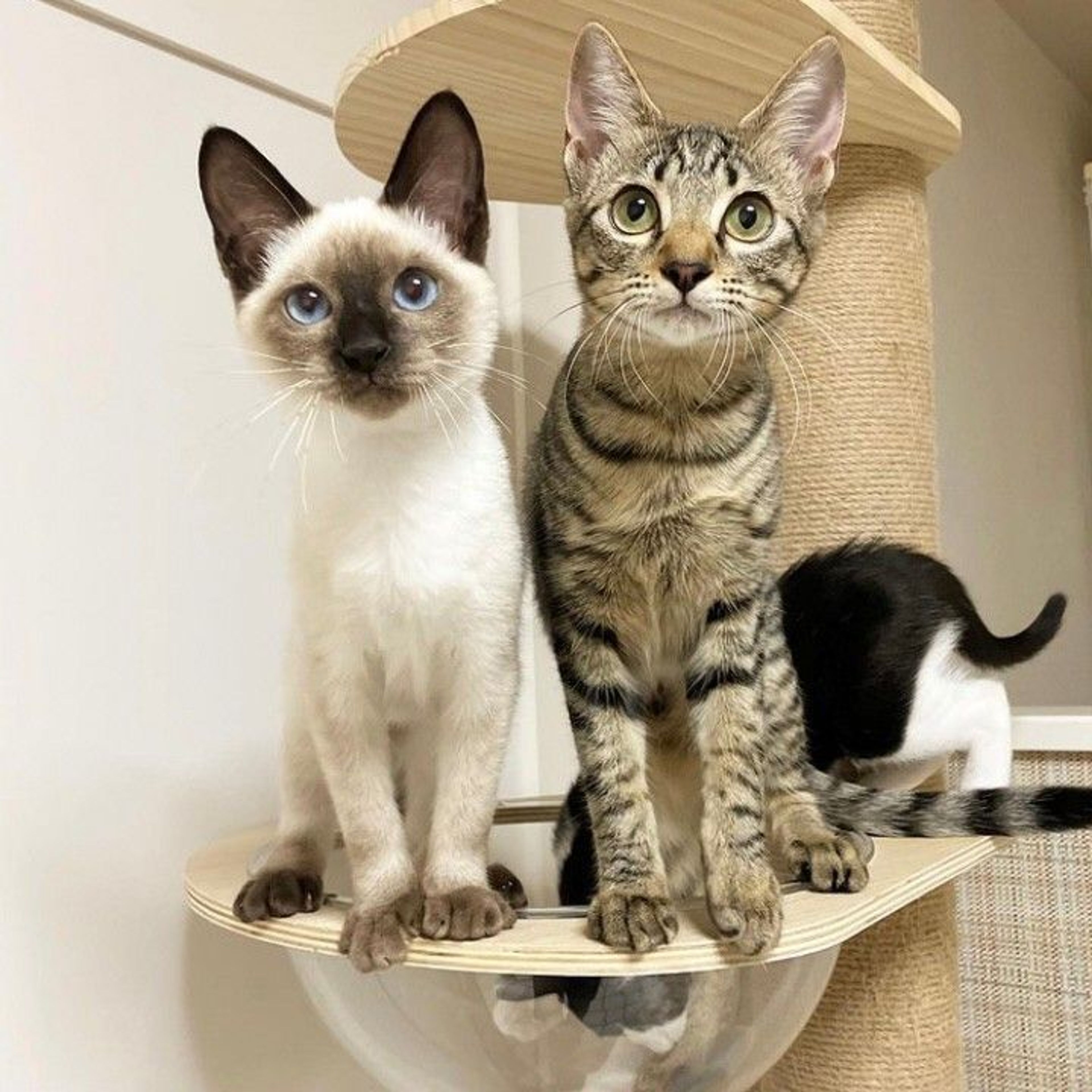 pet-image-7