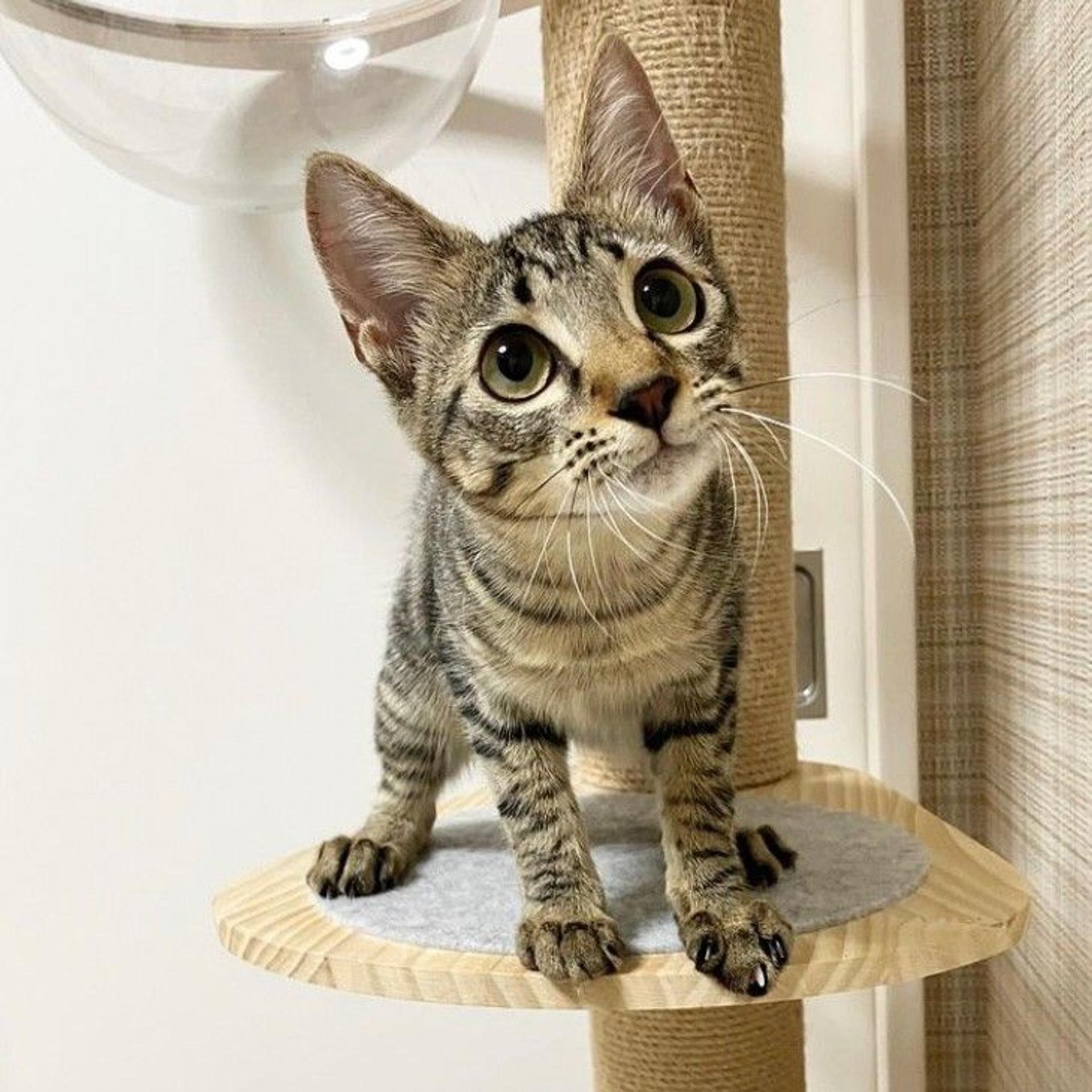pet-image-3