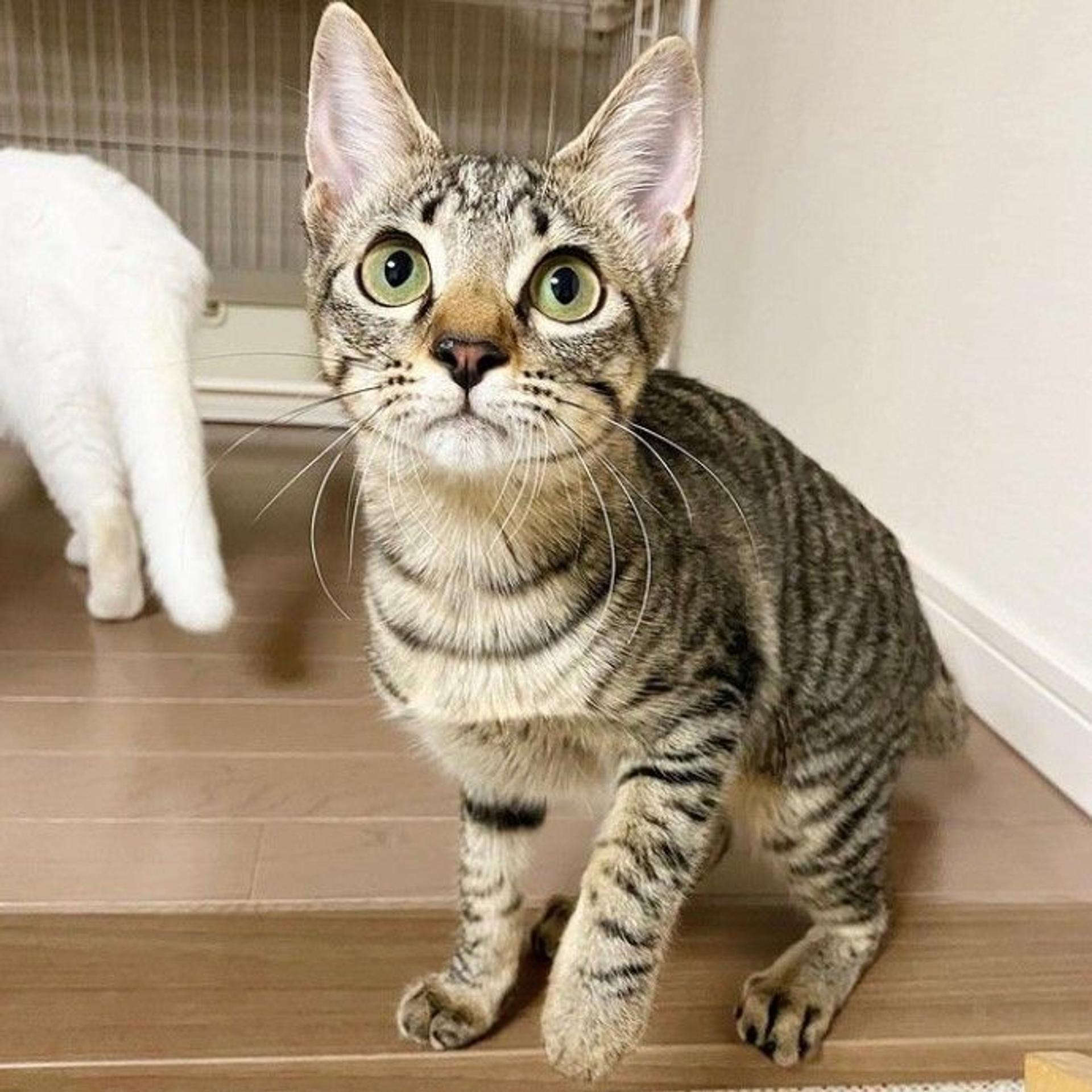pet-image-4