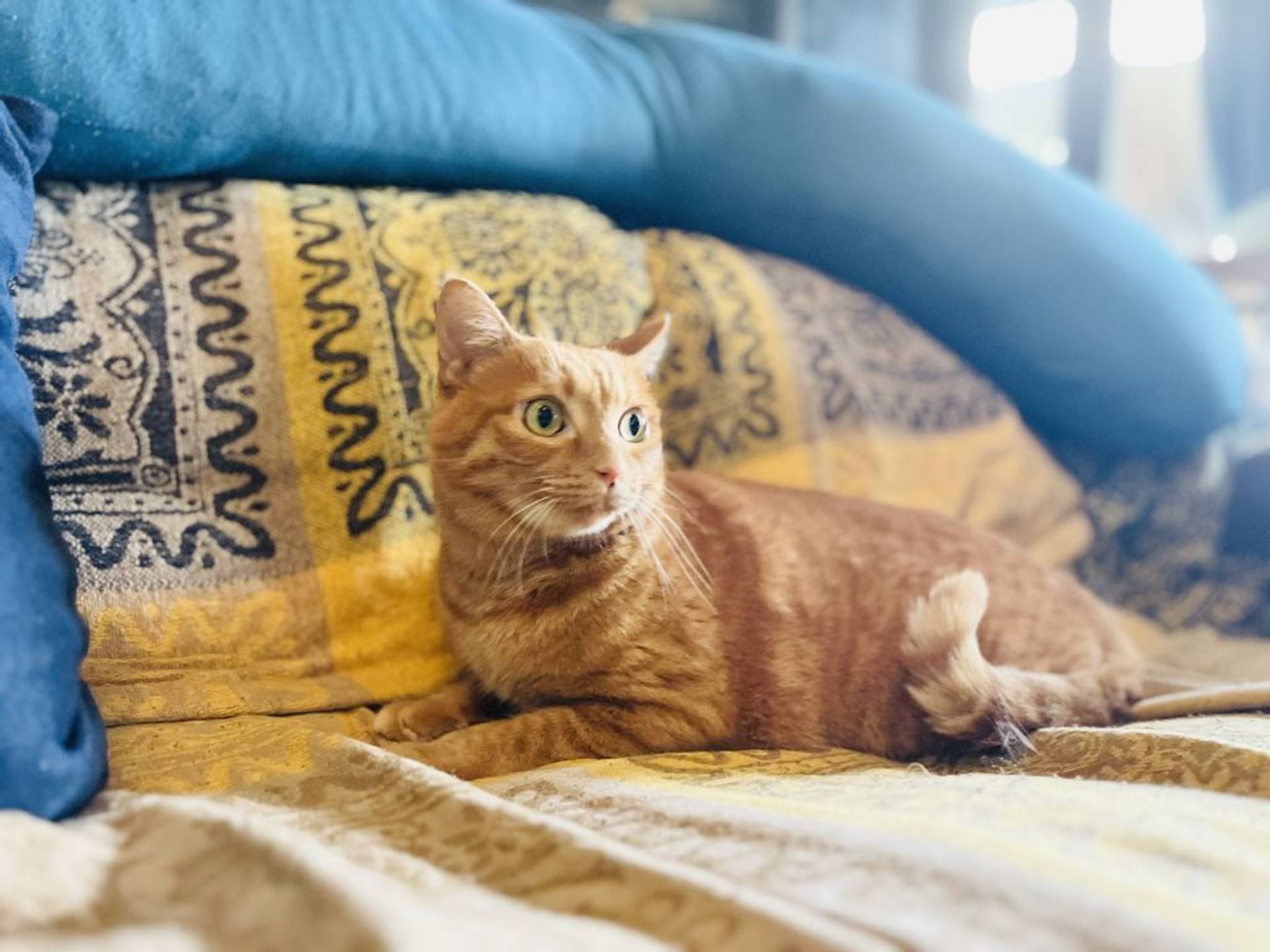雑種（ミックス猫）・メスの里親募集の写真