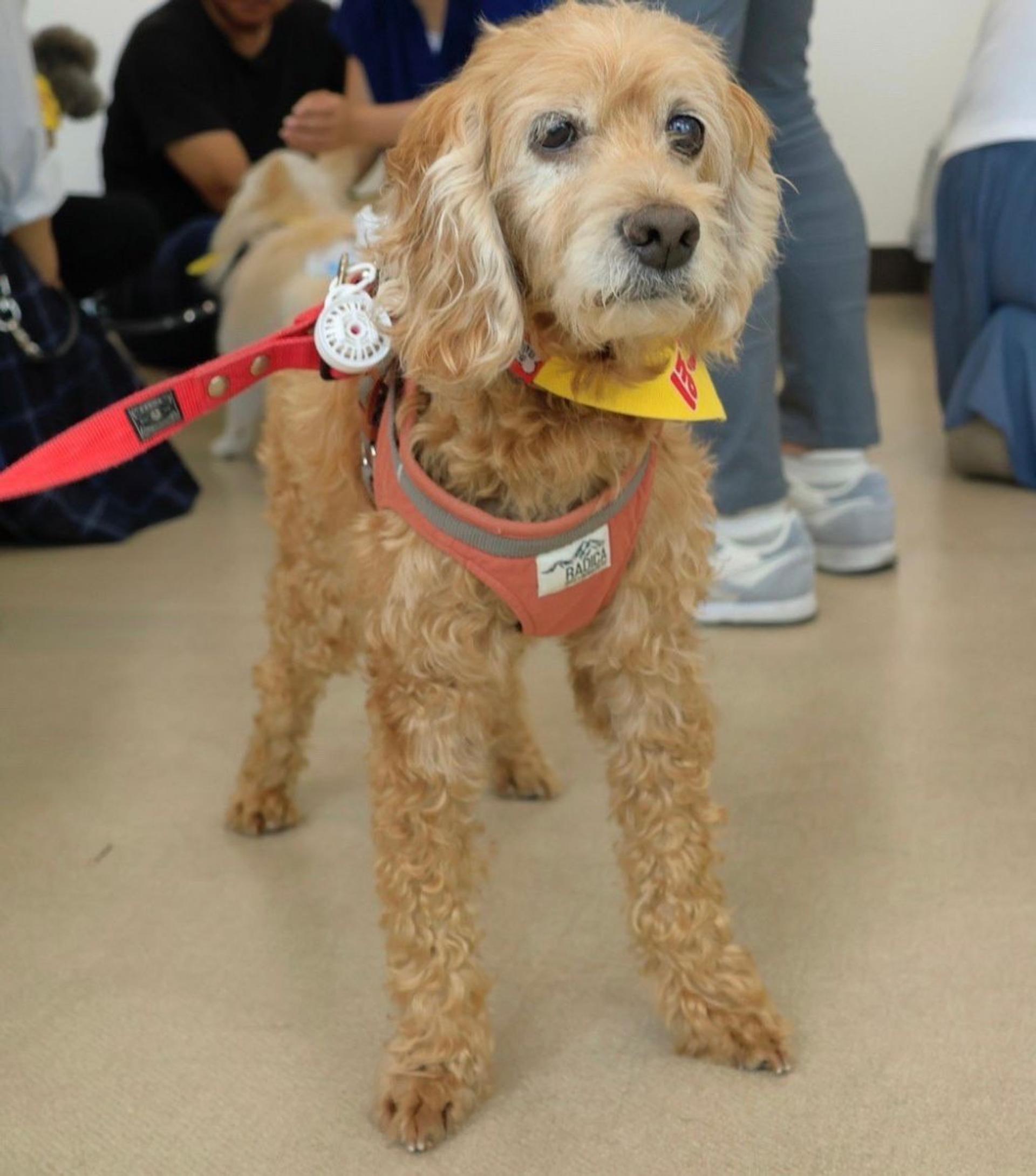 pet-image-8