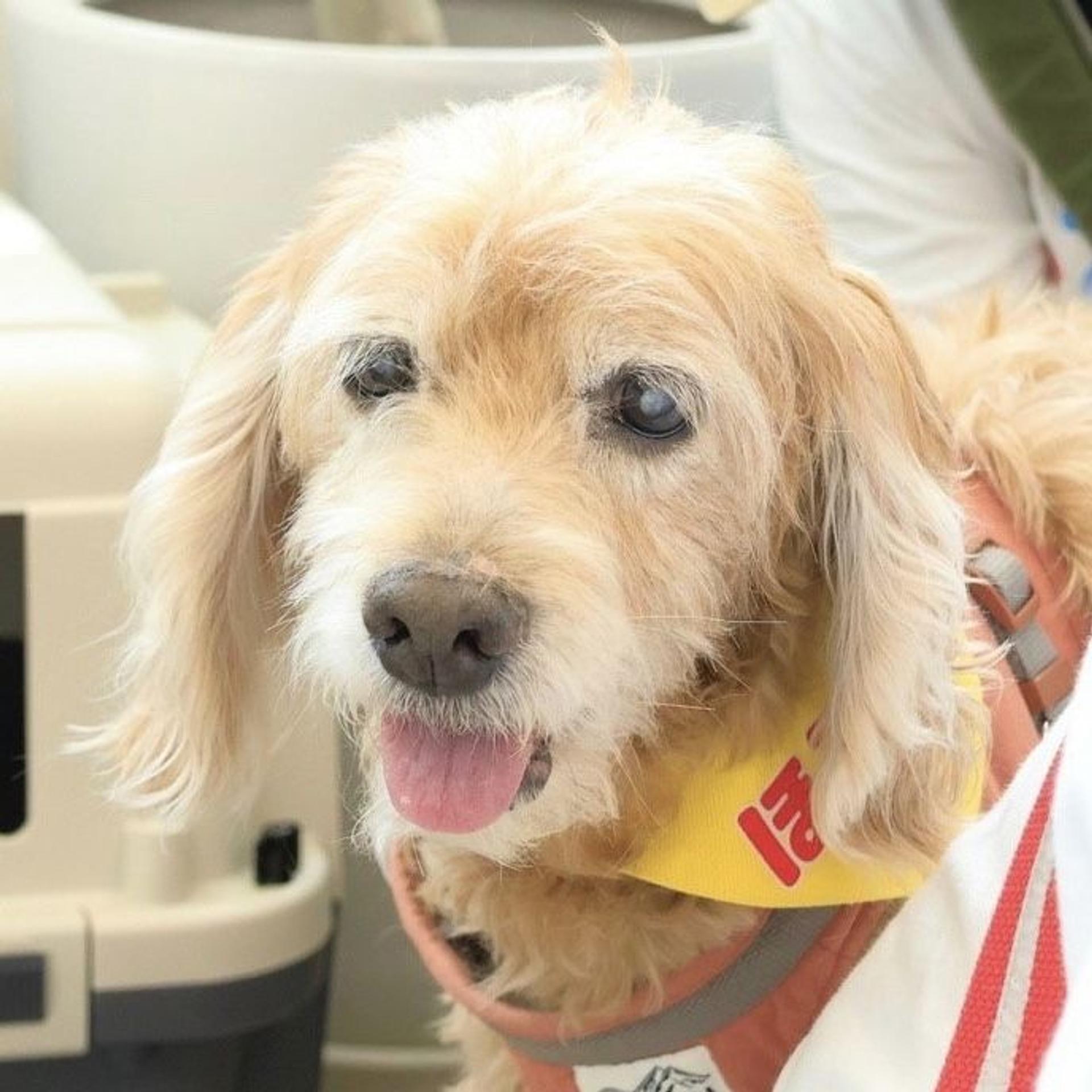 pet-image-9