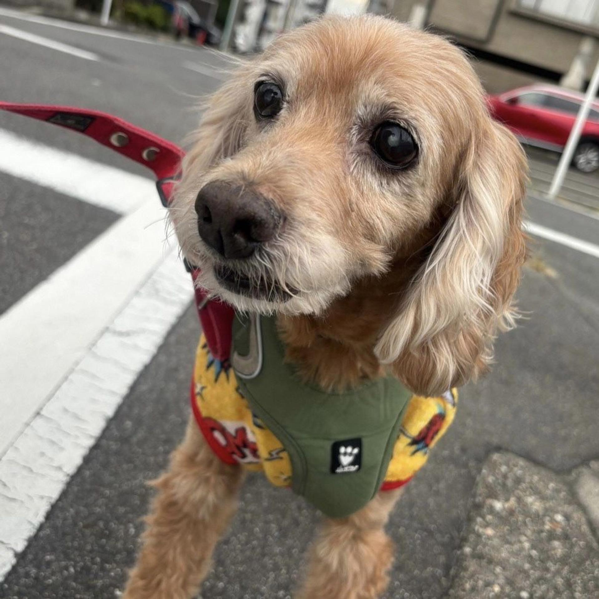 pet-image-5