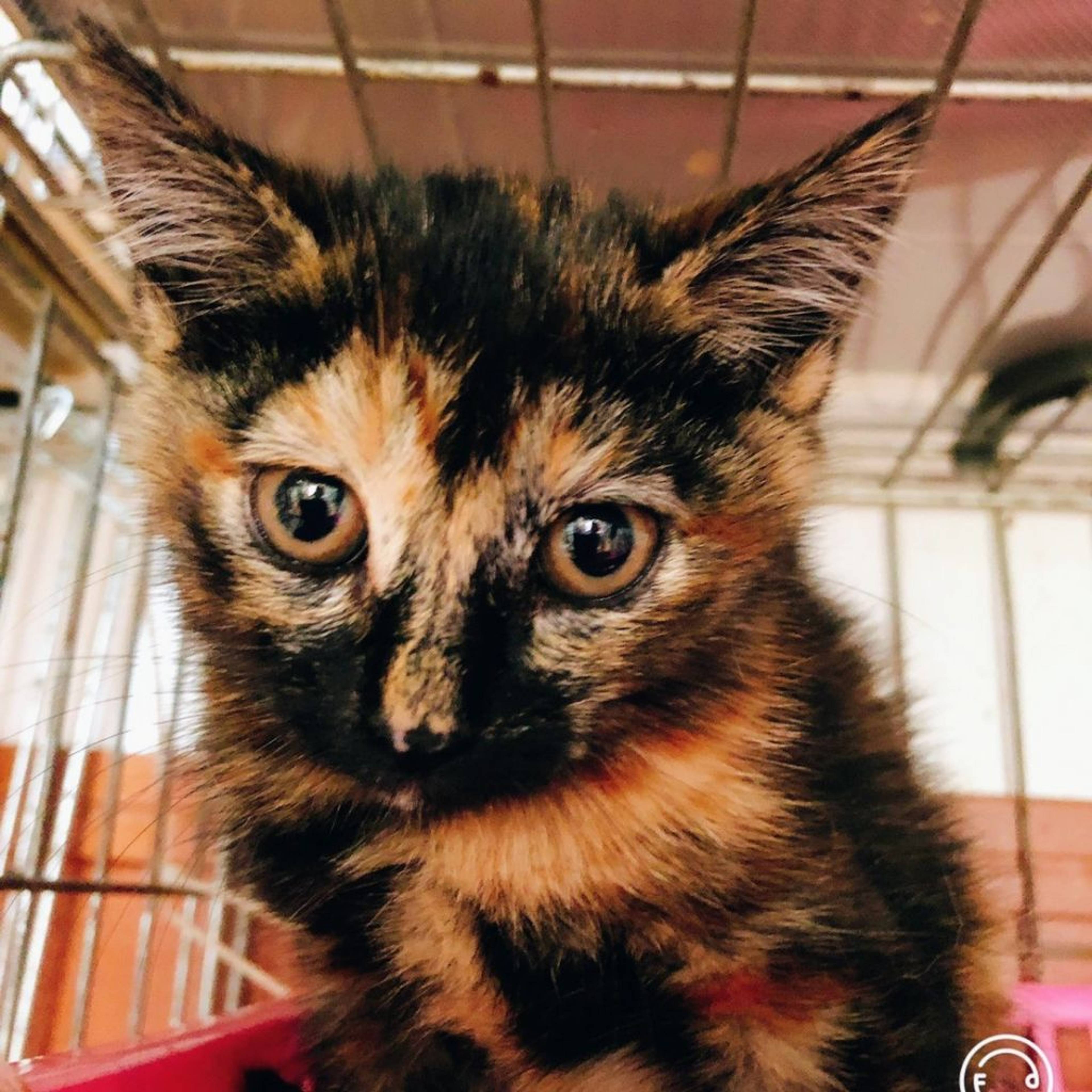 雑種（ミックス猫）・メスの里親募集の写真