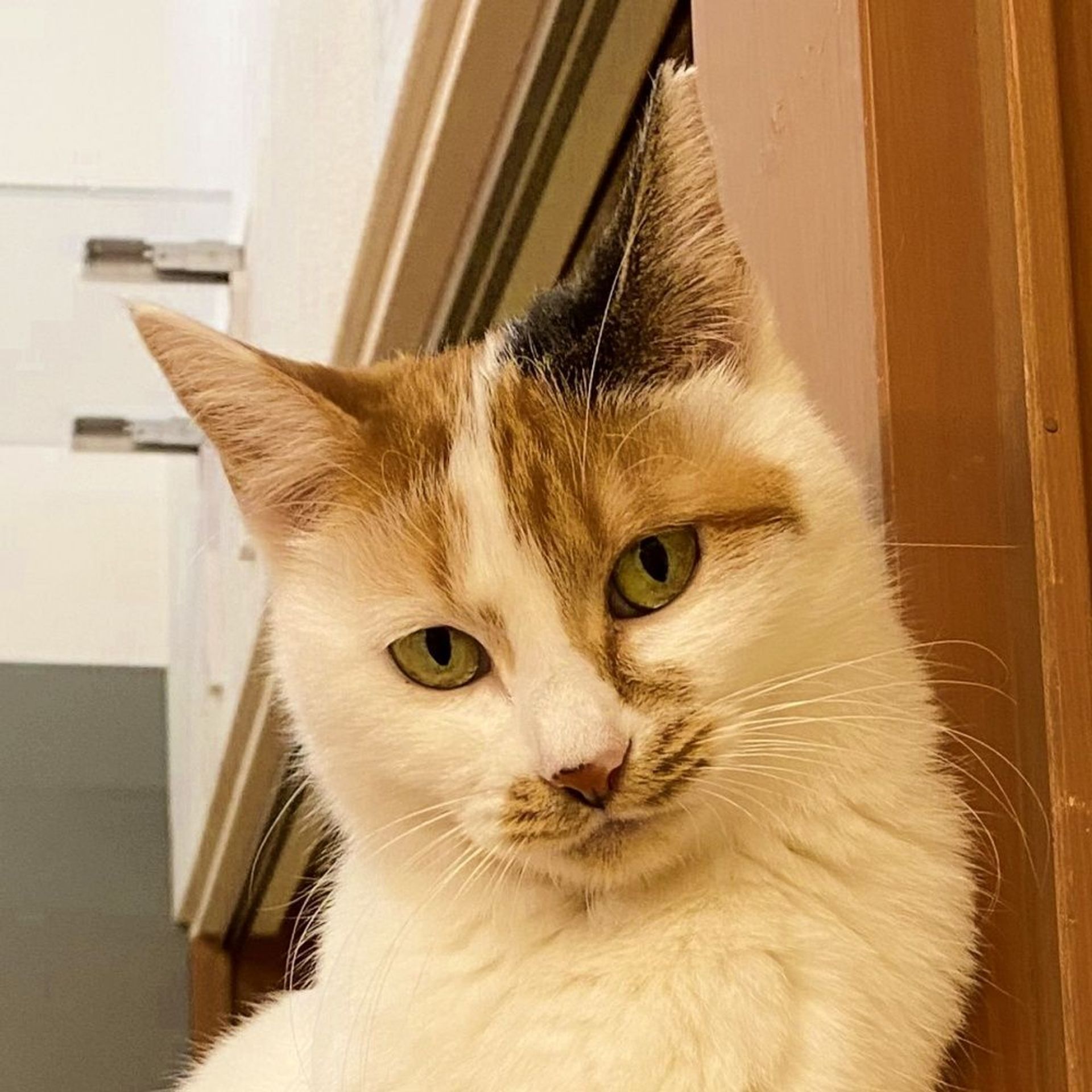 雑種（ミックス猫）・メスの里親募集の写真