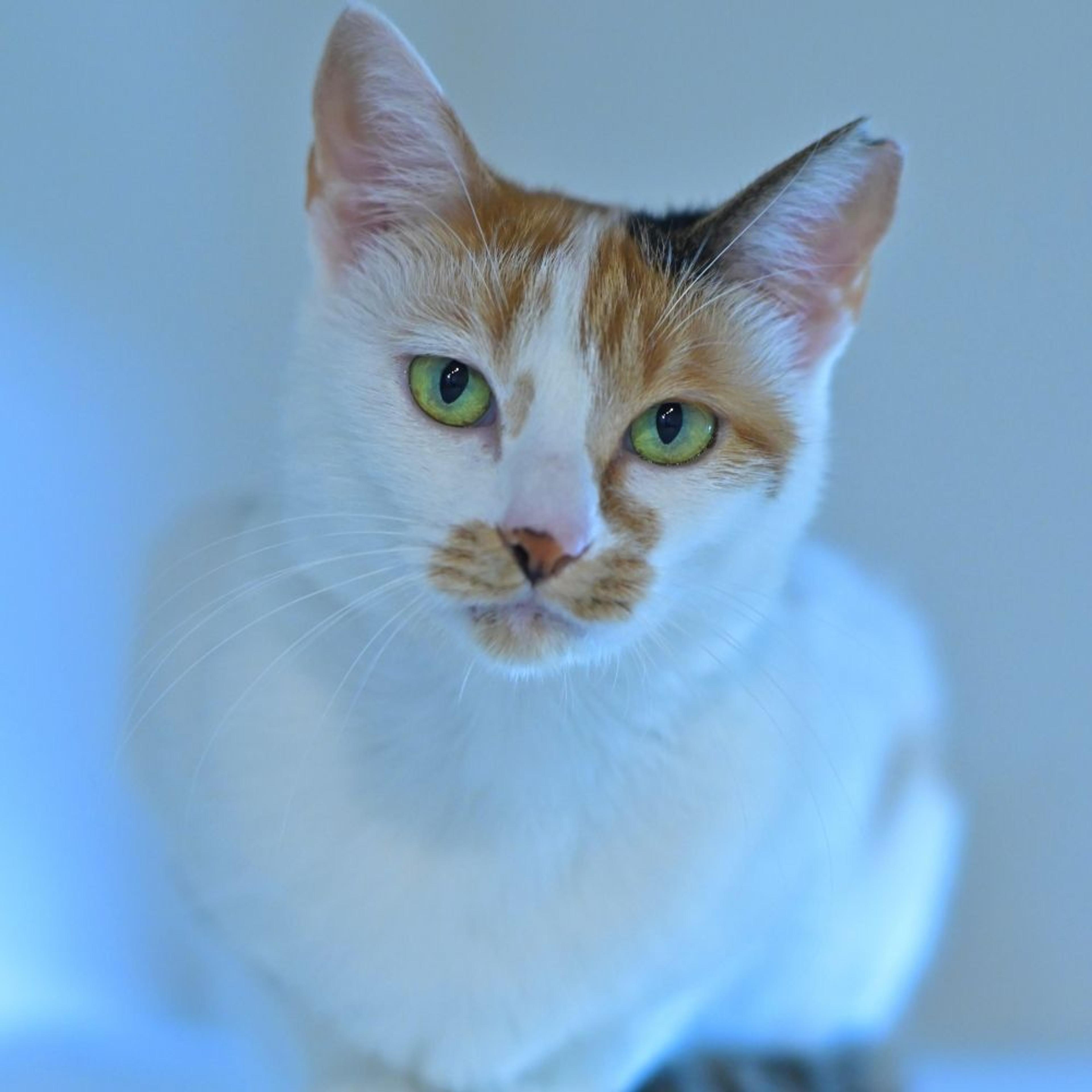 pet-image-2
