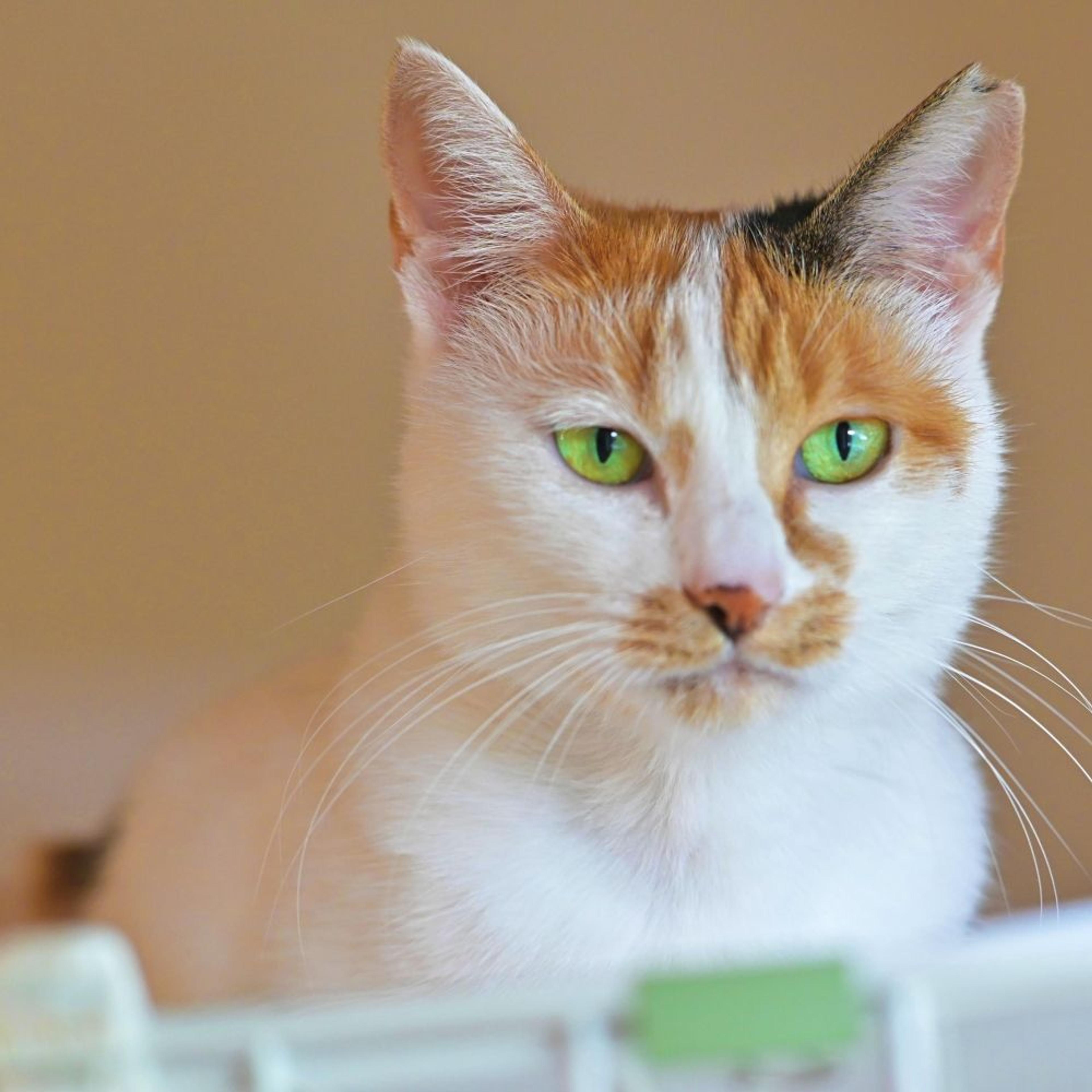pet-image-4