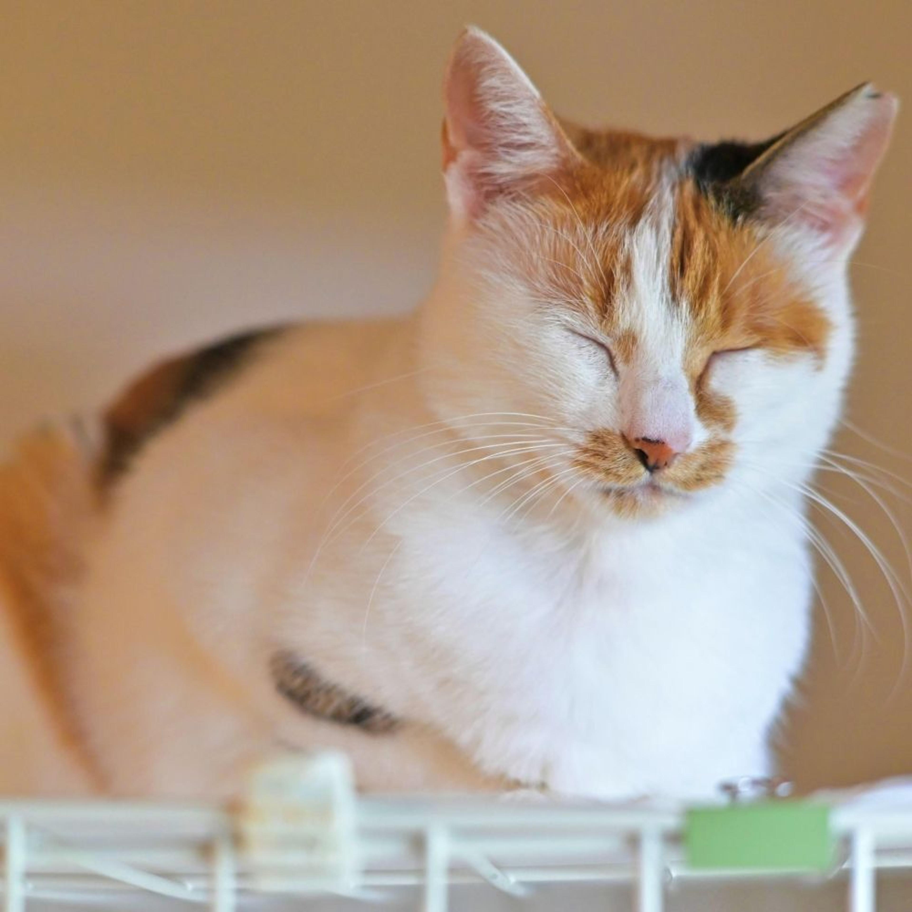 pet-image-5