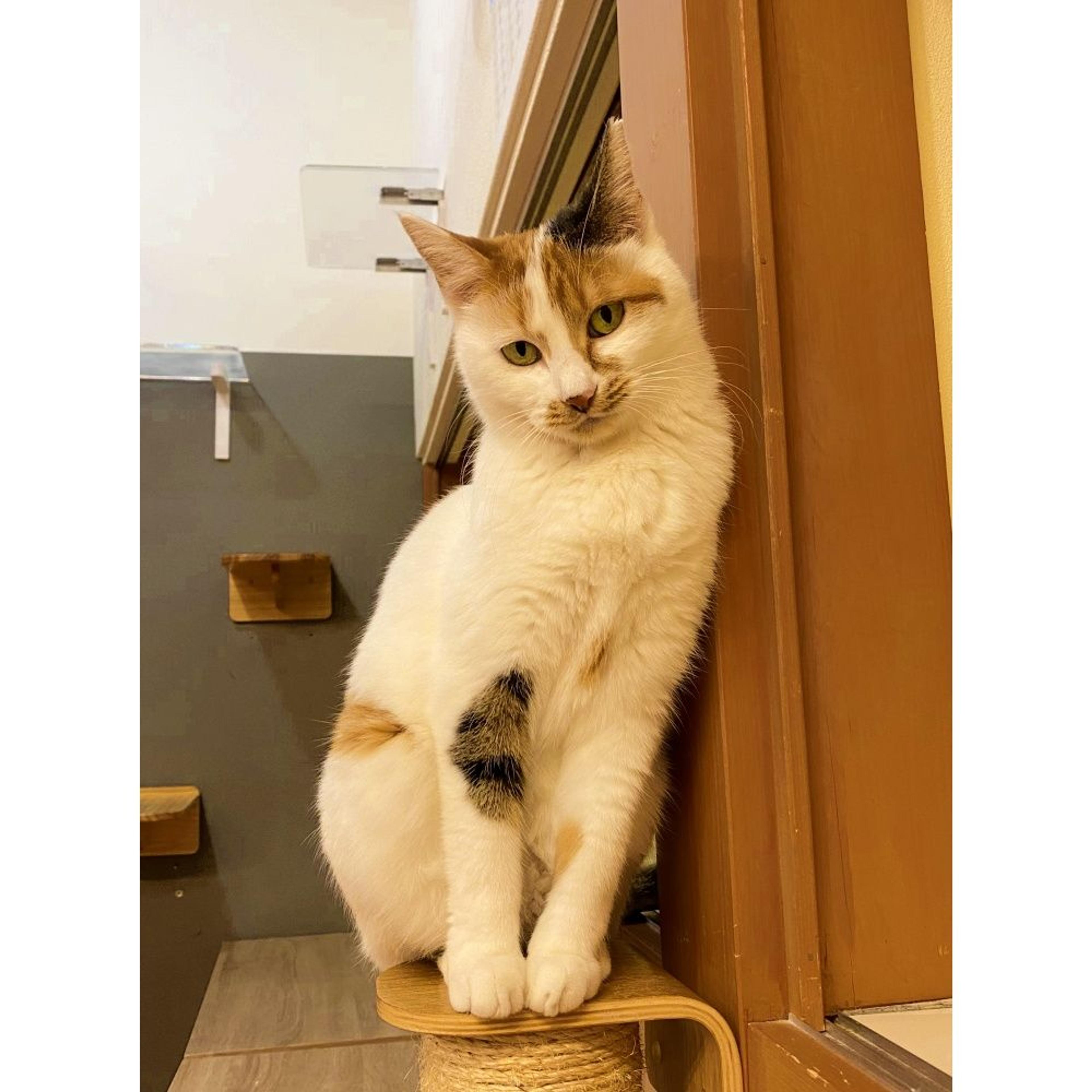 pet-image-6