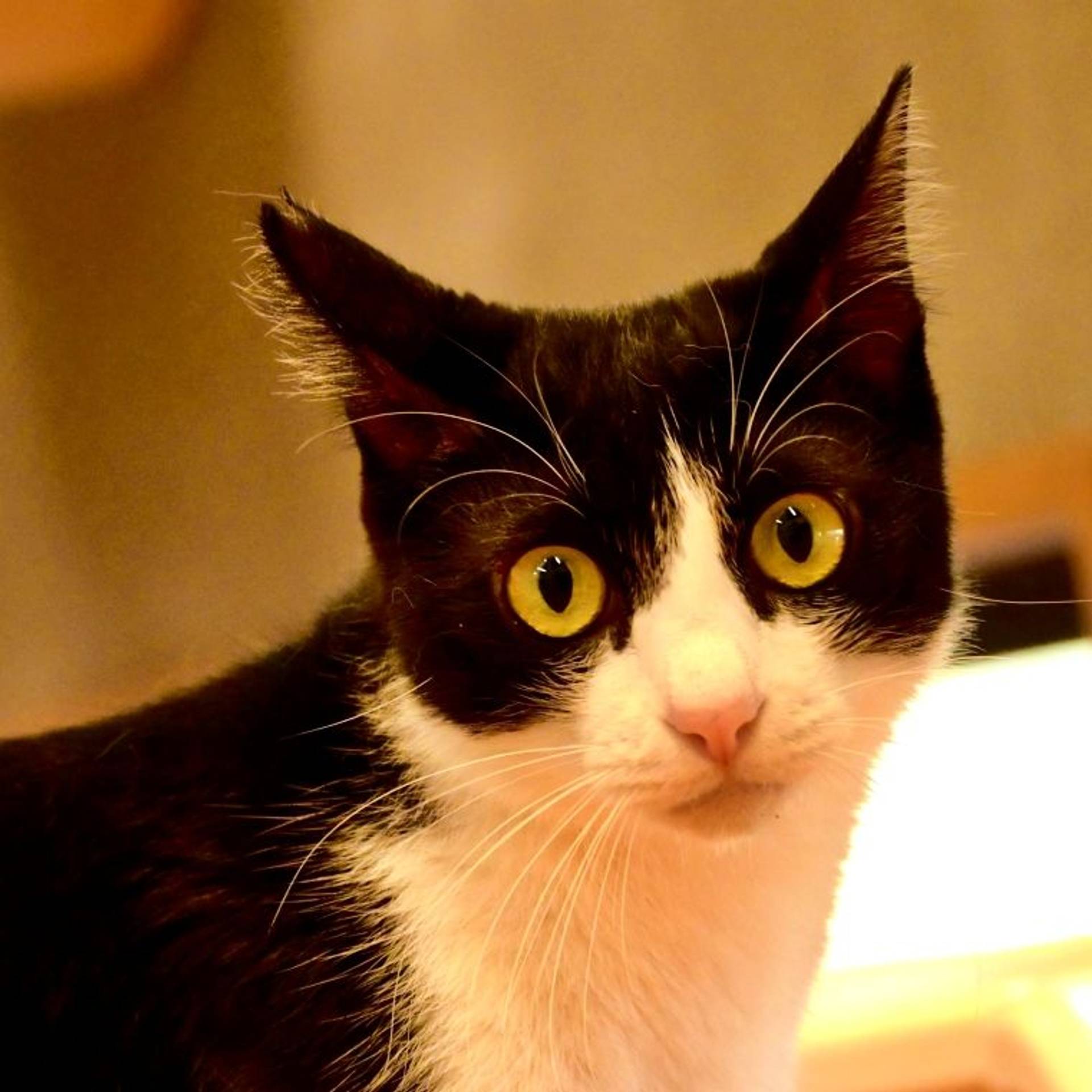 雑種（ミックス猫）・オスの里親募集の写真