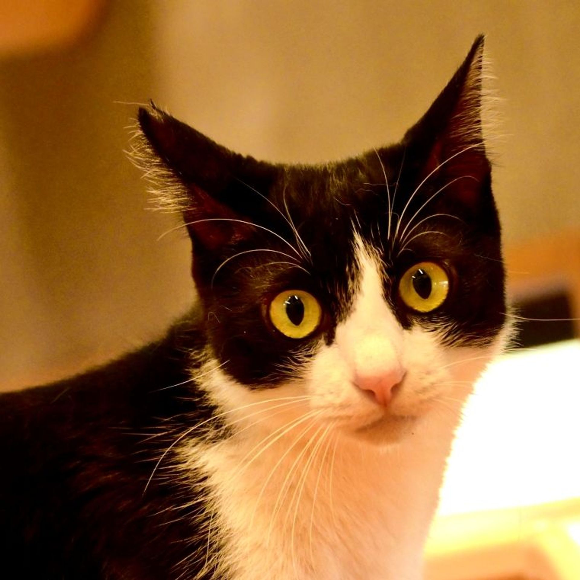雑種（ミックス猫）・オスの里親募集の写真