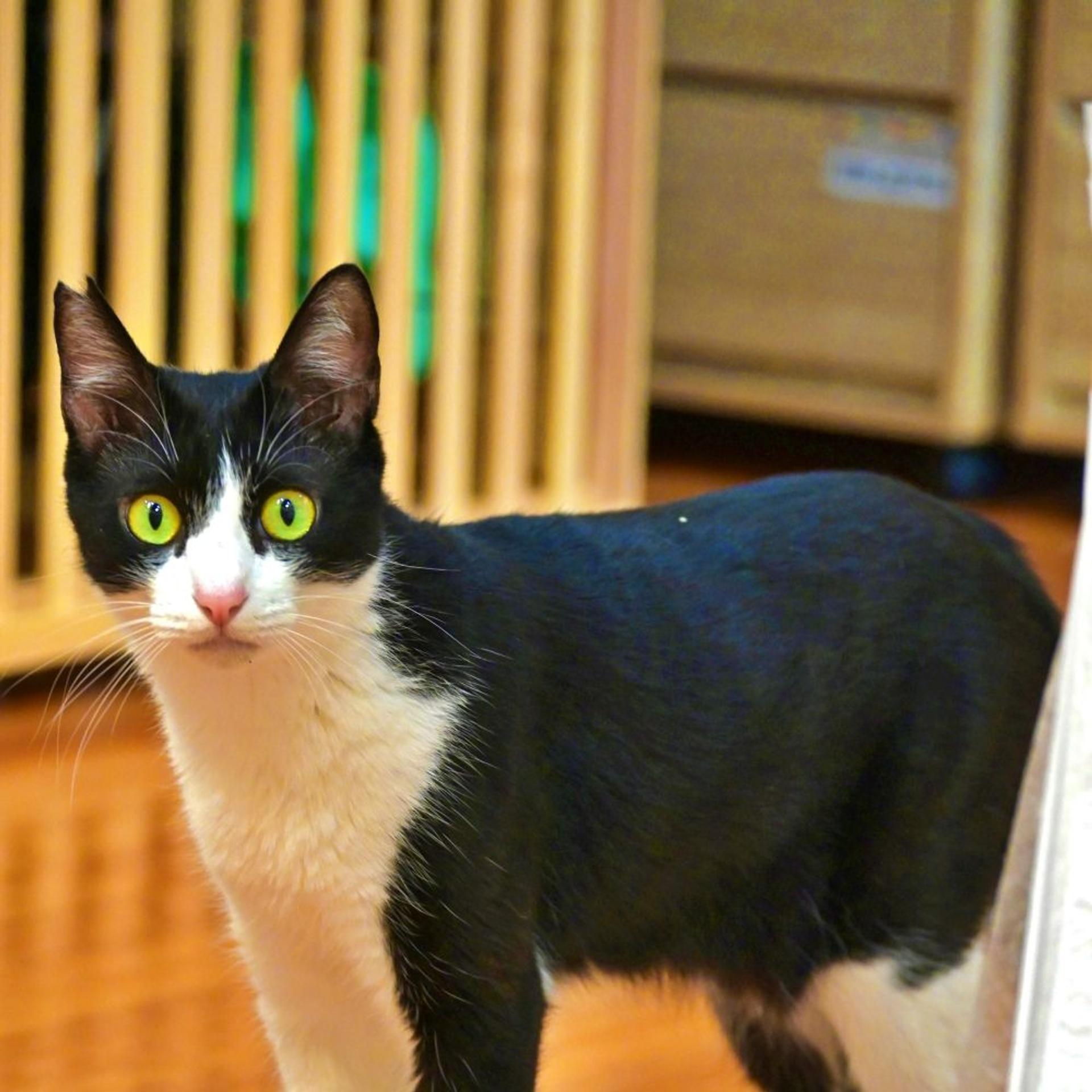 pet-image-2
