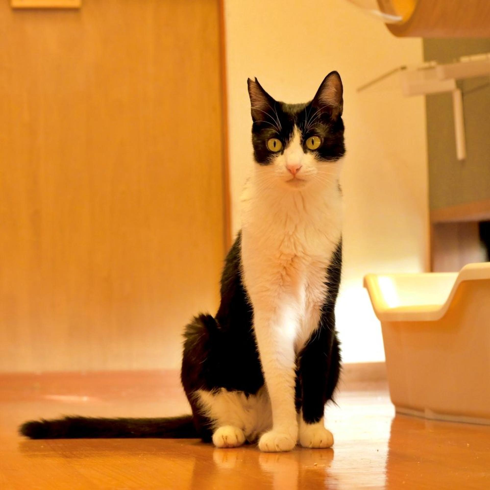 pet-image-4
