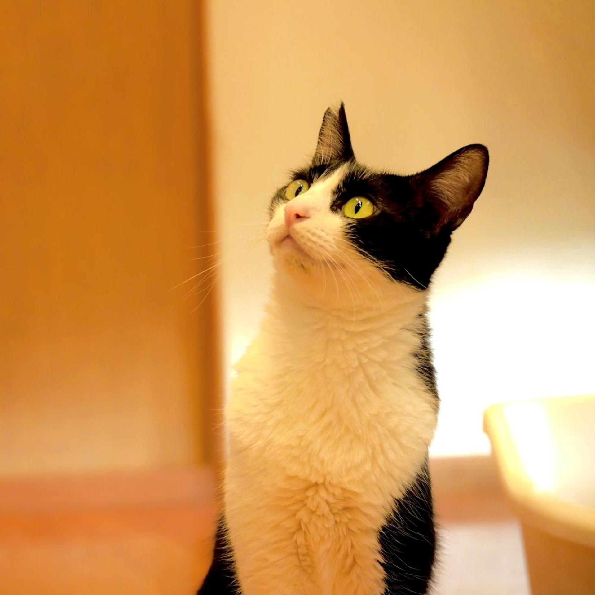 pet-image-5