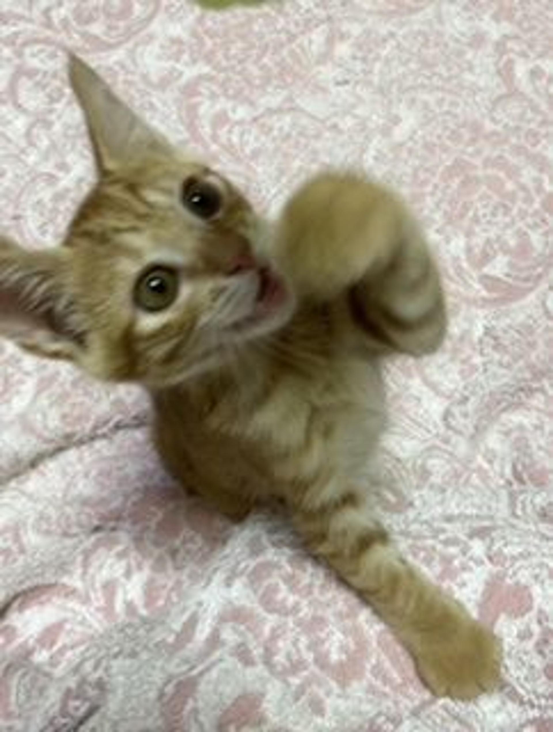 pet-image-3