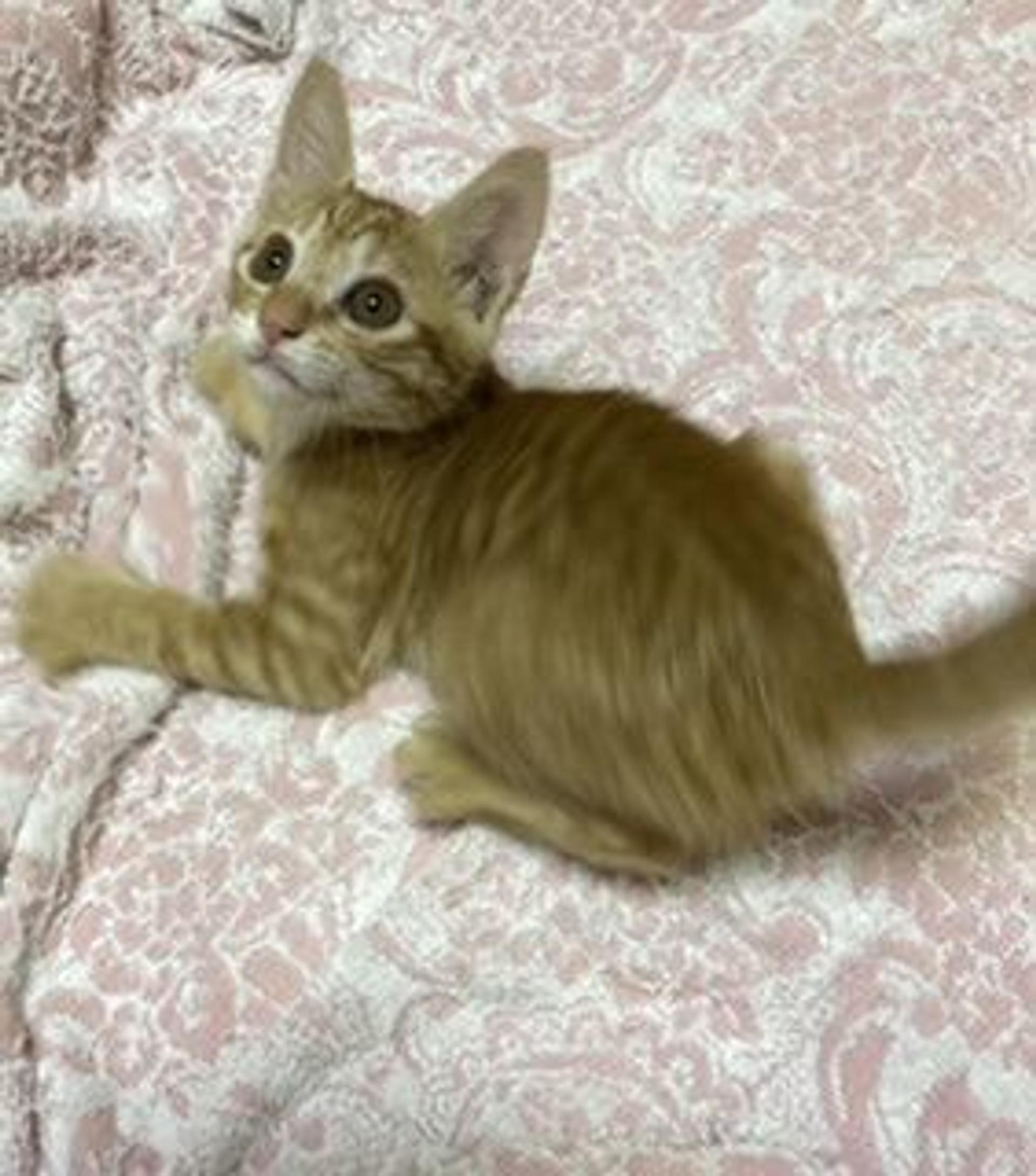 pet-image-5