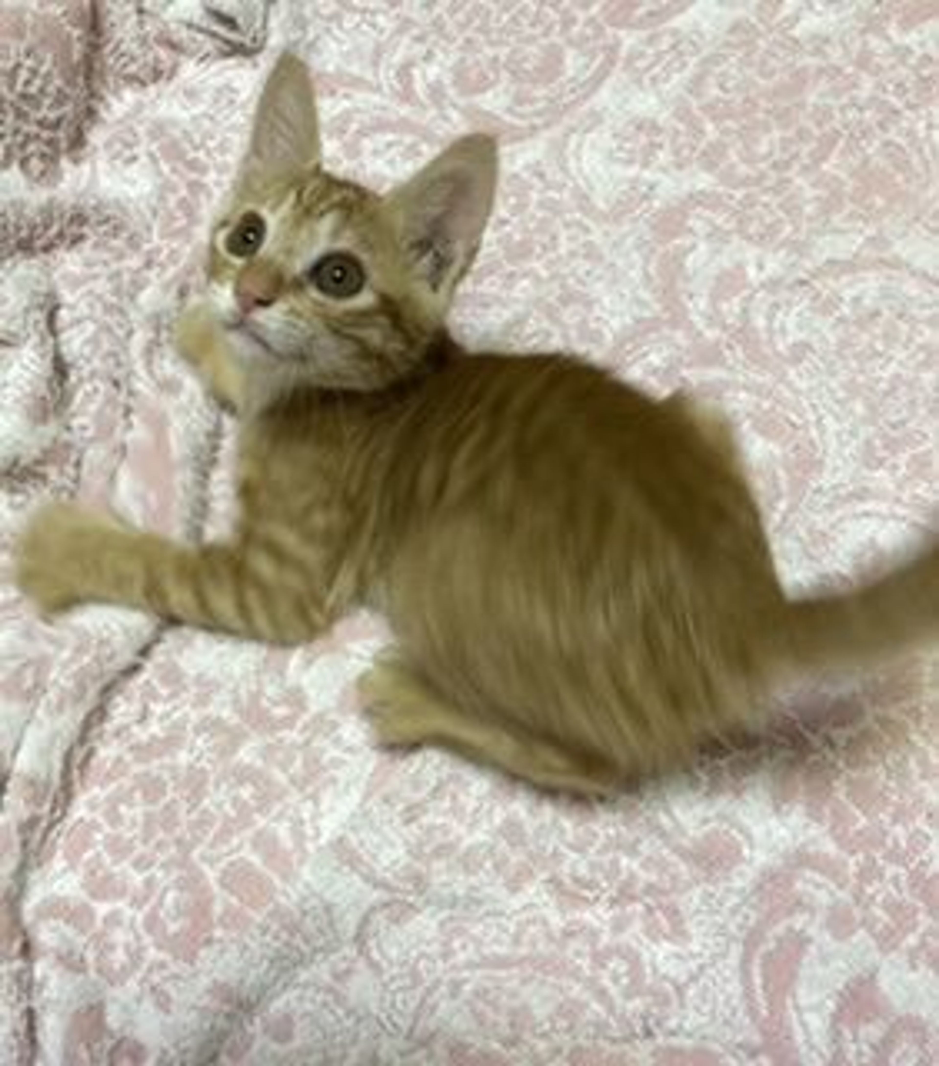 pet-image-5