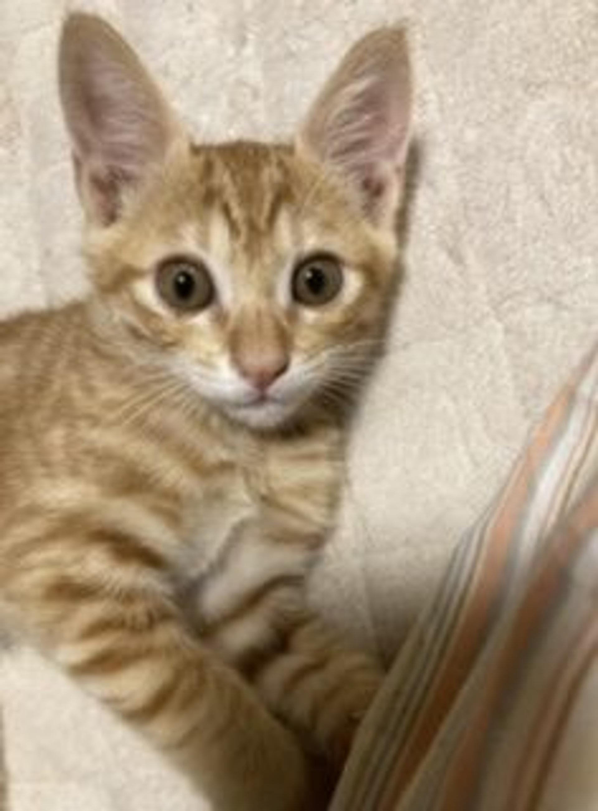 pet-image-6