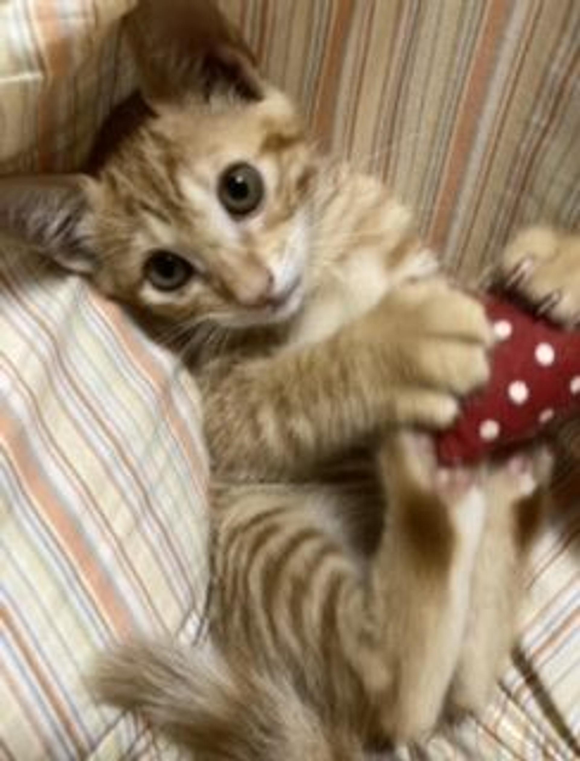 pet-image-7