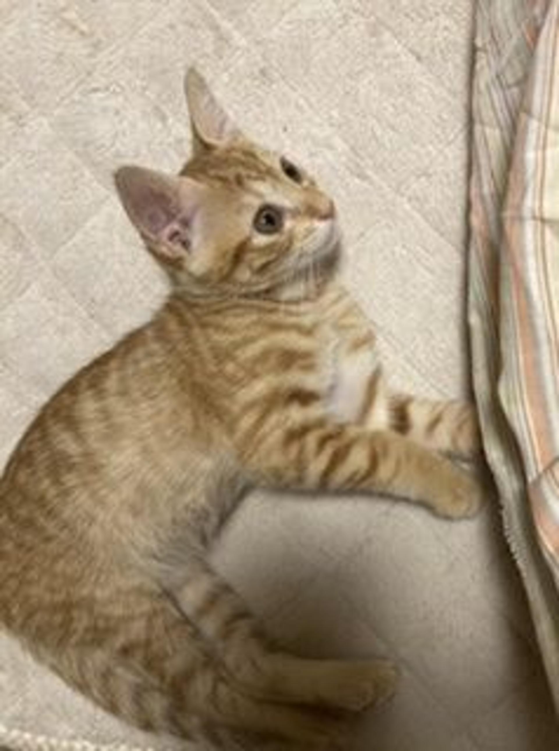 pet-image-8