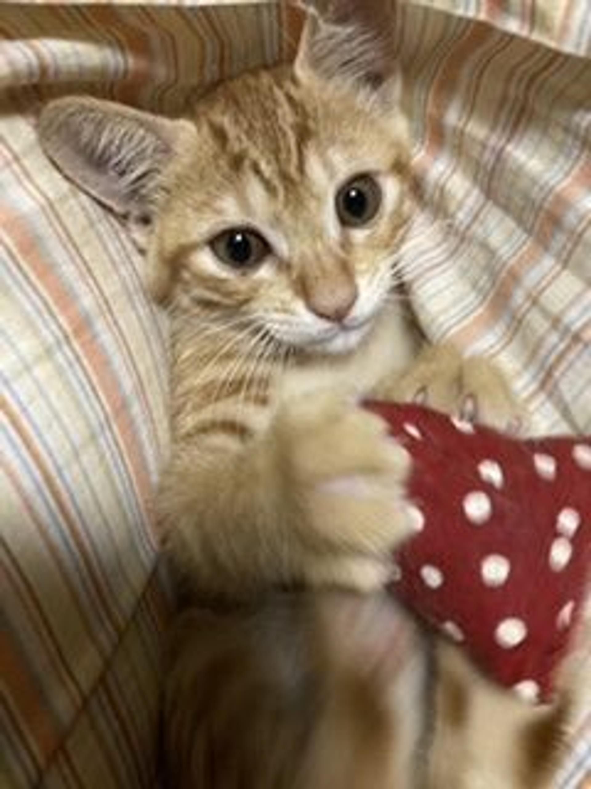 pet-image-9