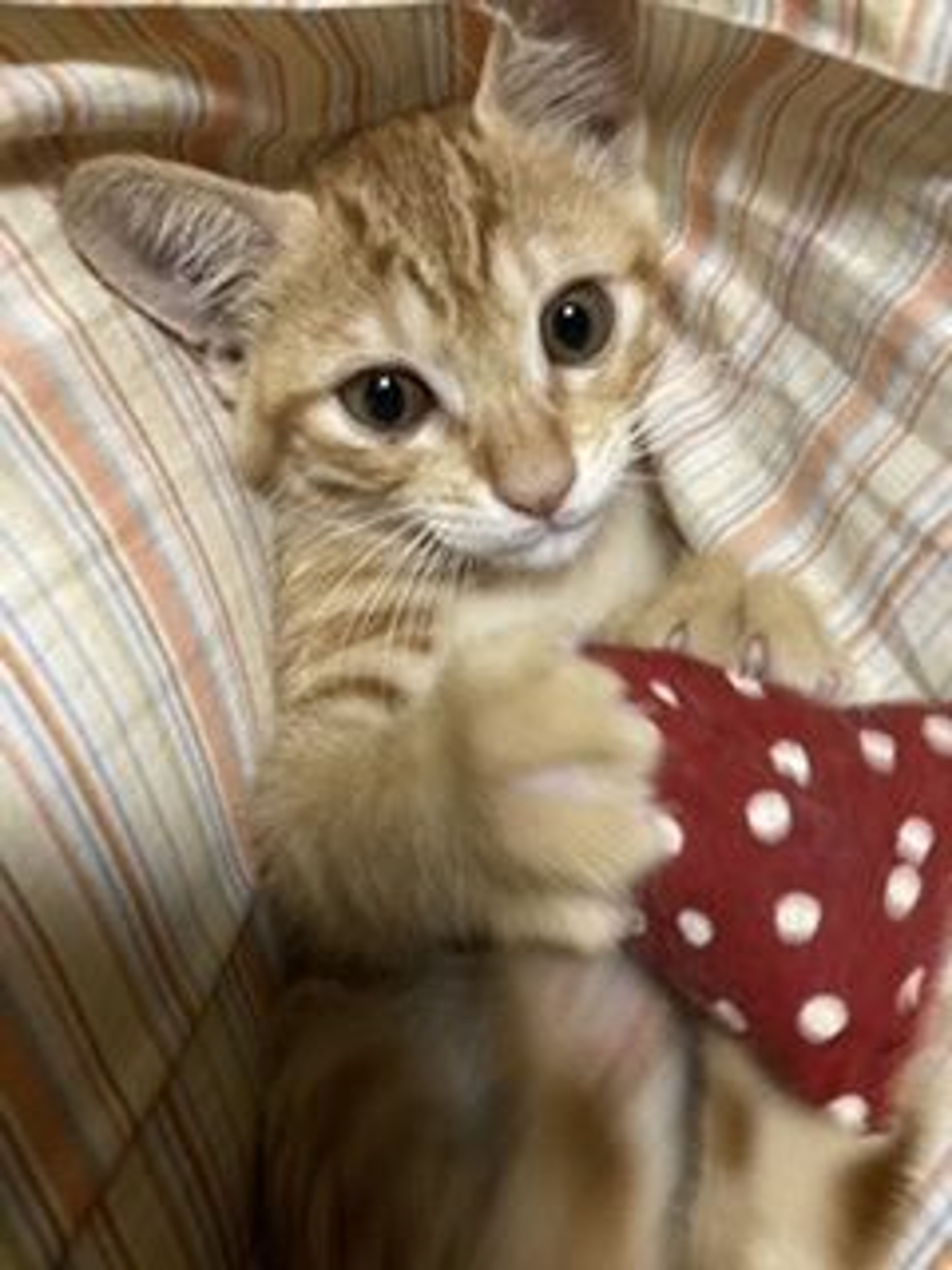 pet-image-9