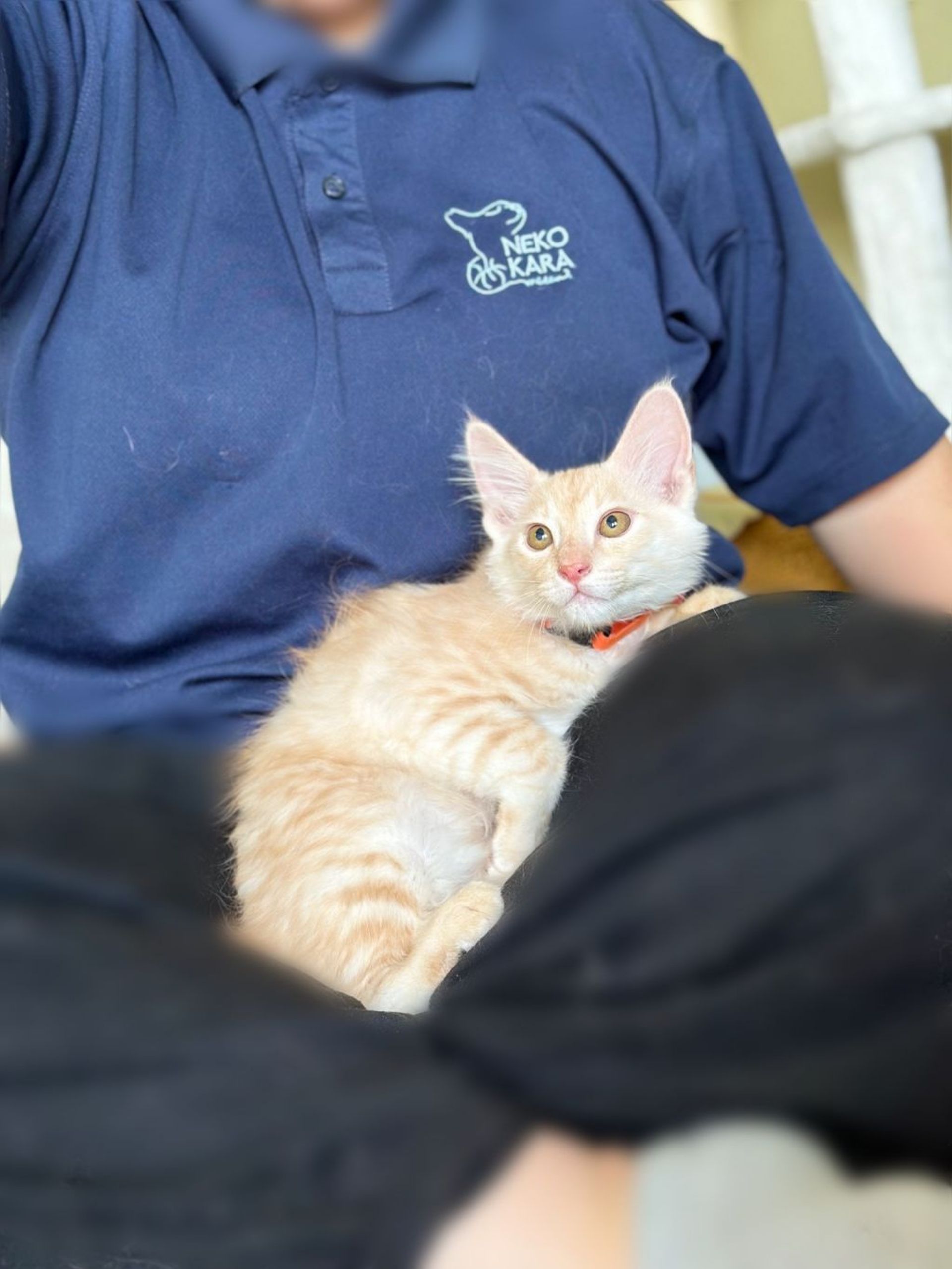 雑種（ミックス猫）・オスの里親募集の写真