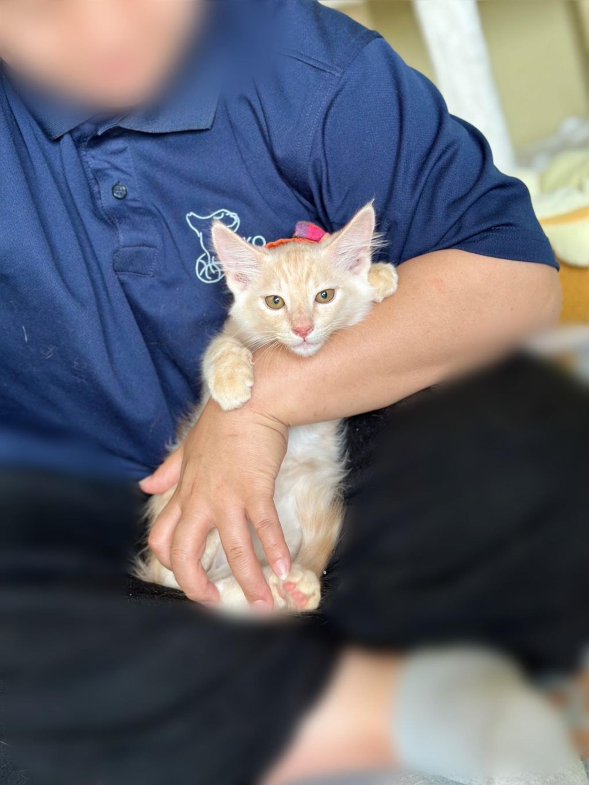 pet-image-3