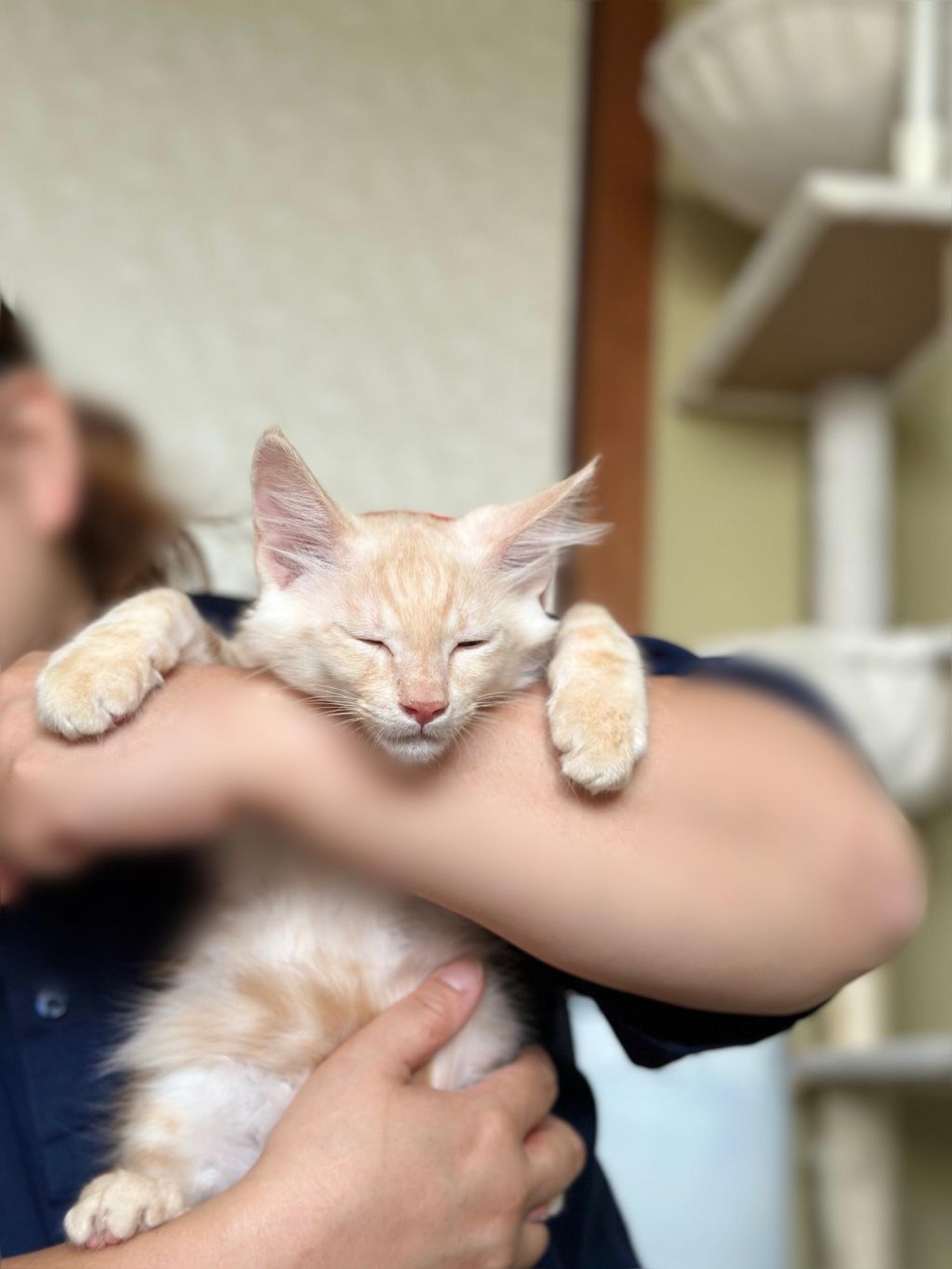 pet-image-5