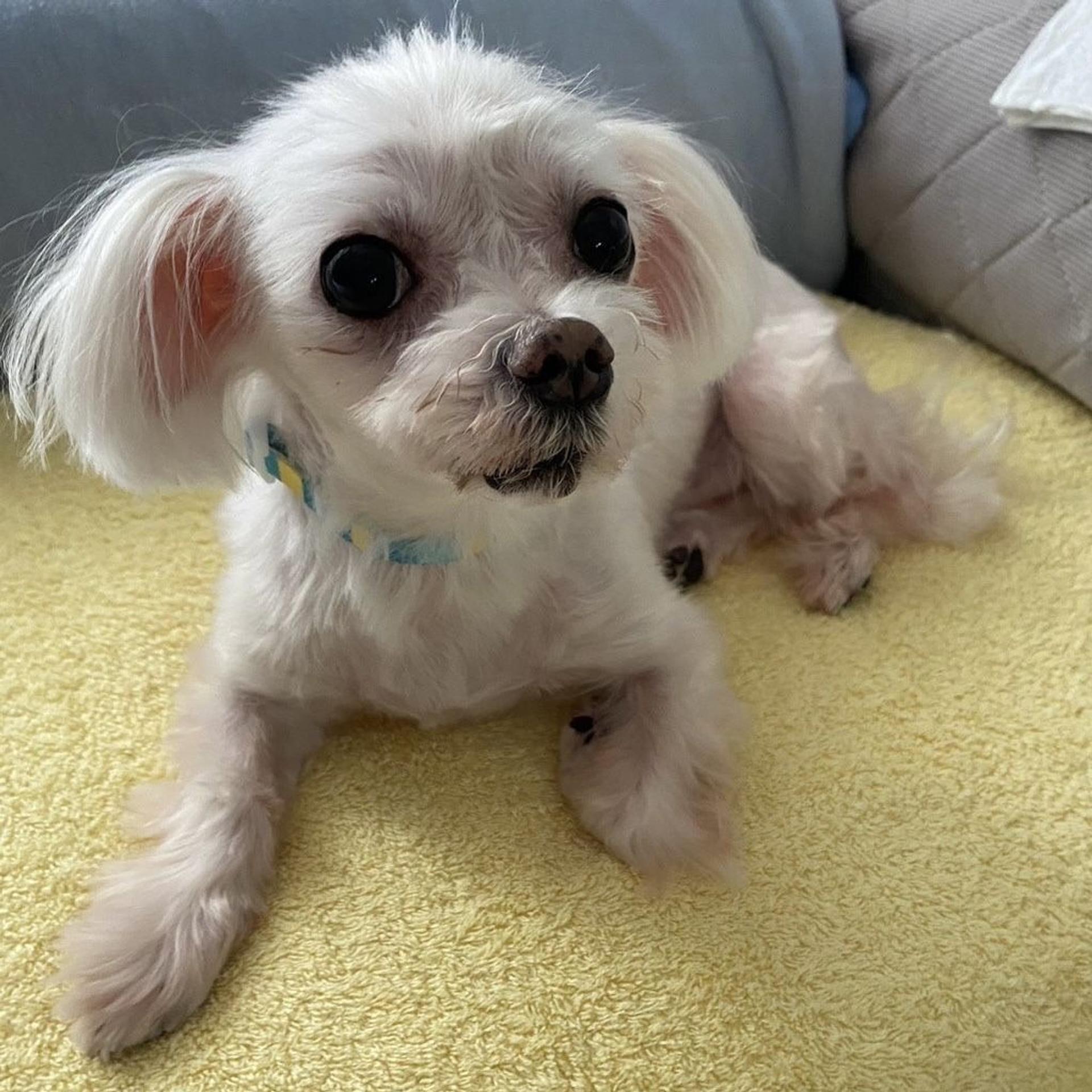 pet-image-4