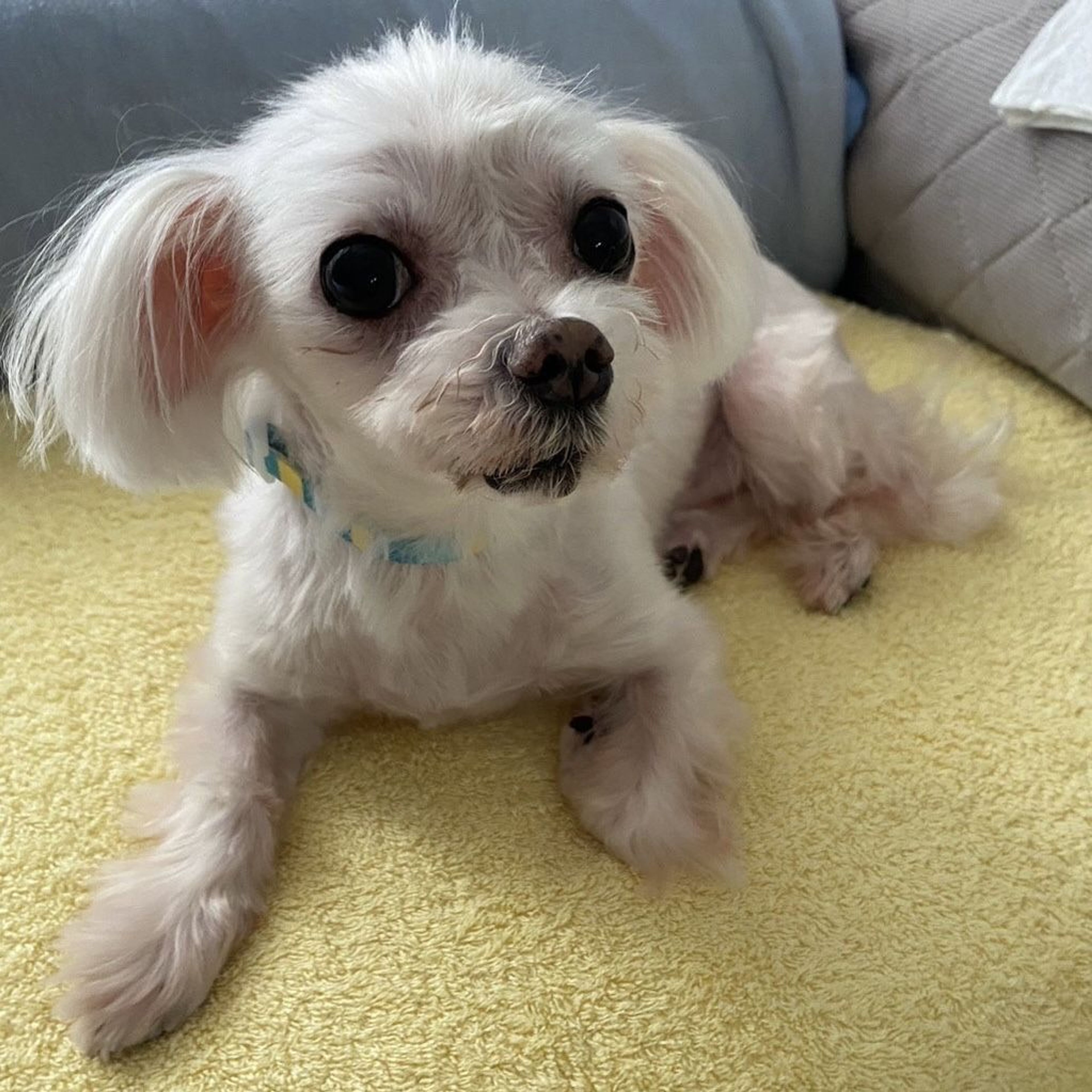pet-image-4