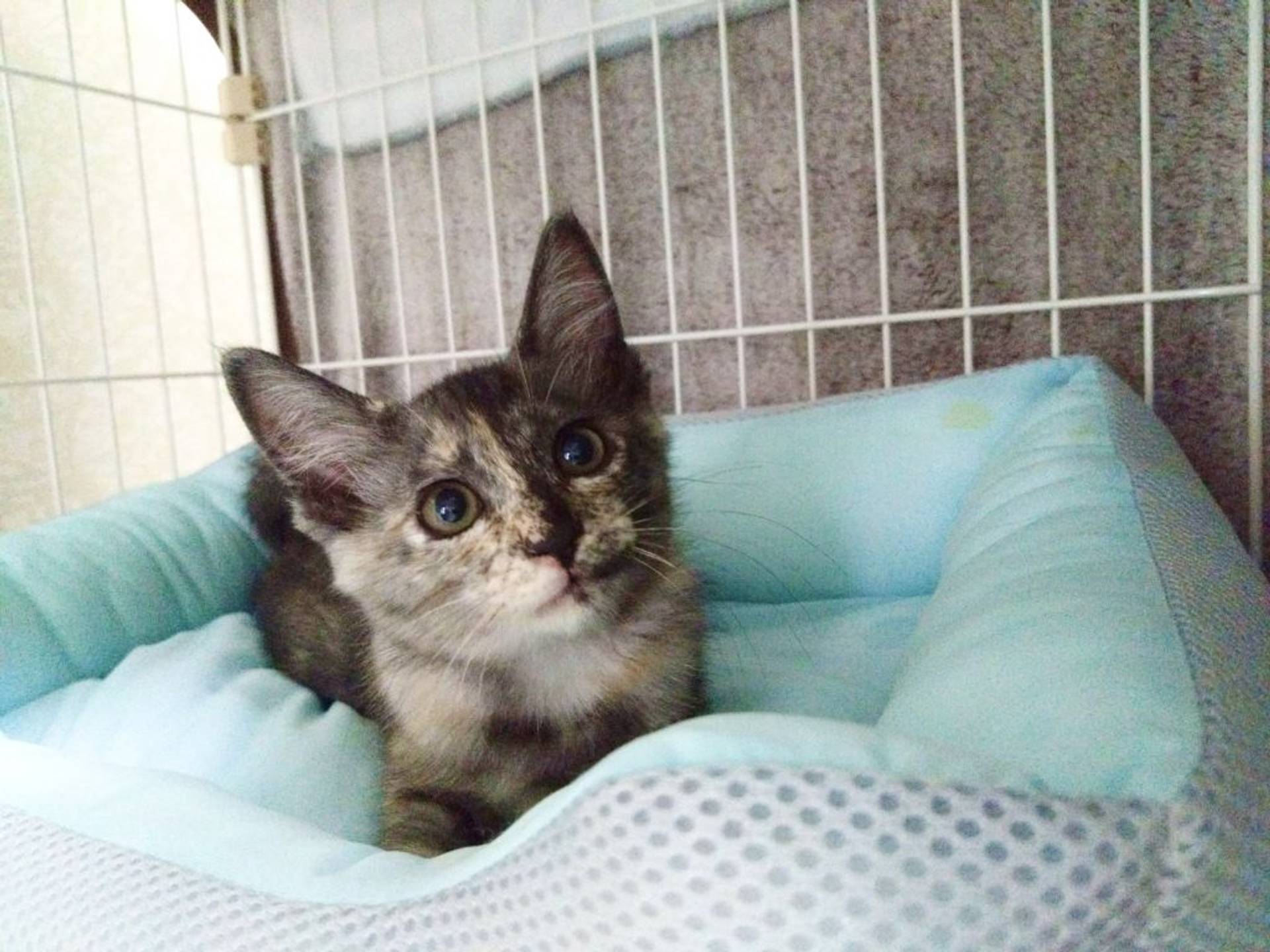 雑種（ミックス猫）・メスの里親募集の写真