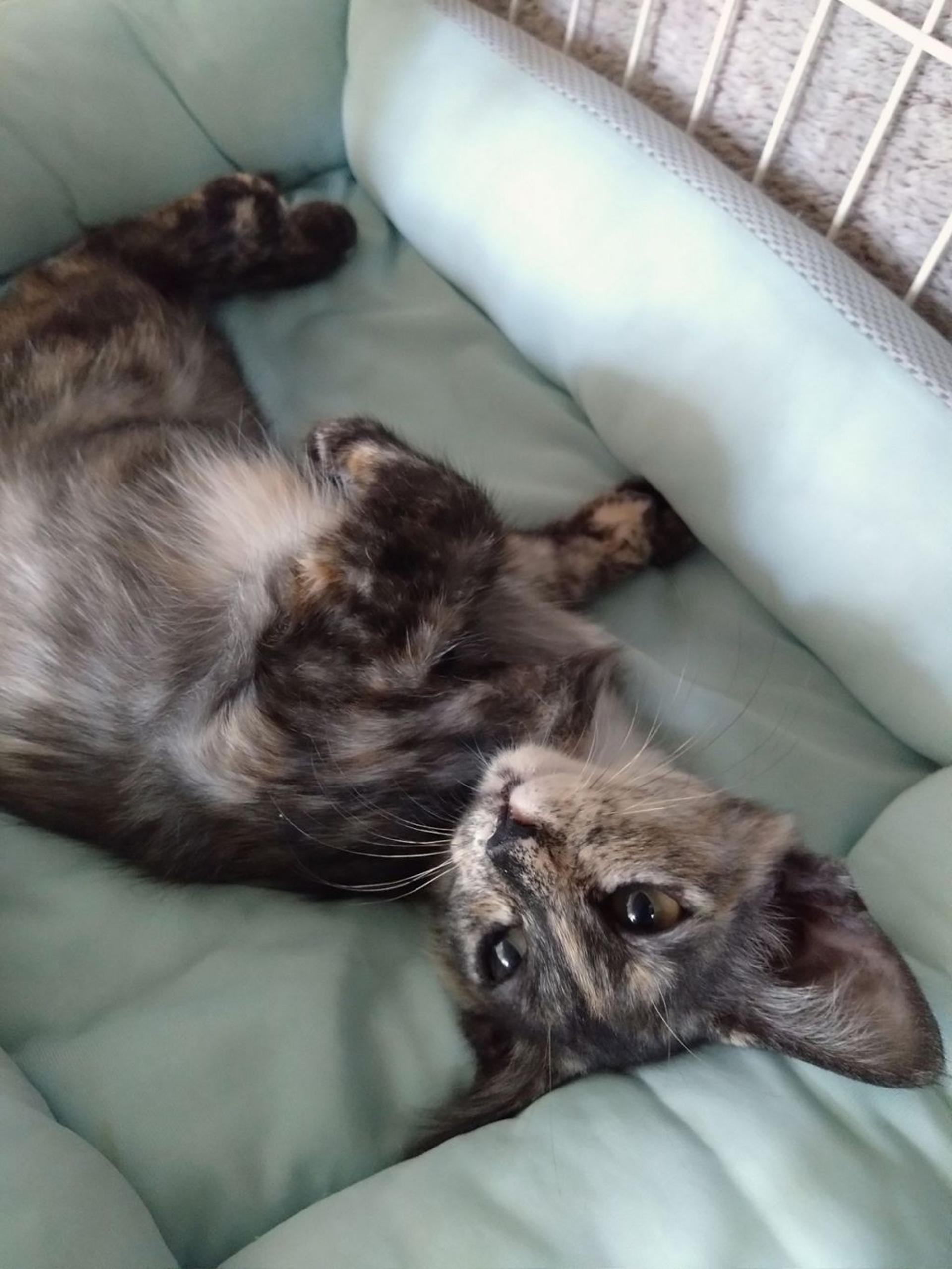 pet-image-2