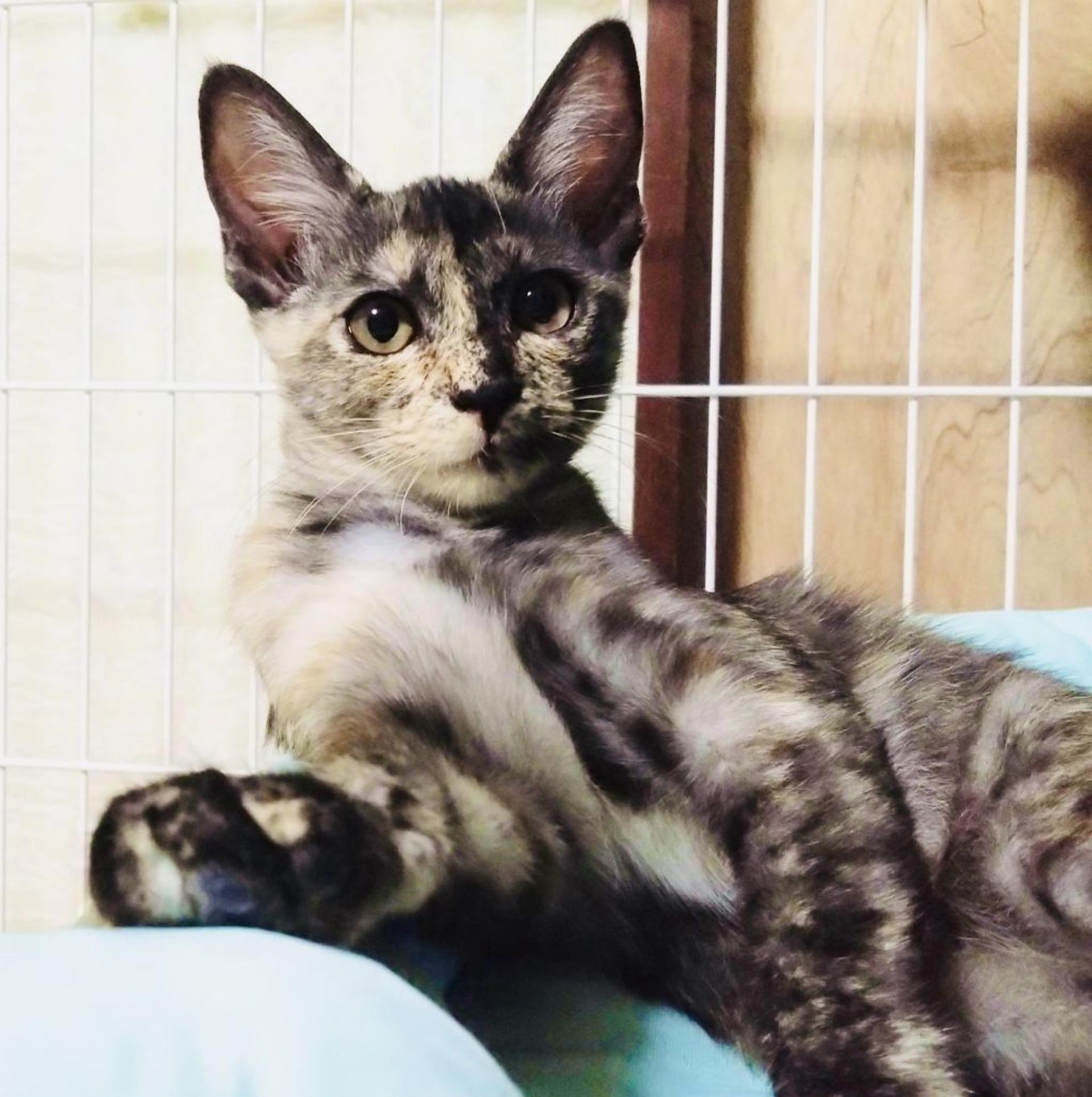 pet-image-3