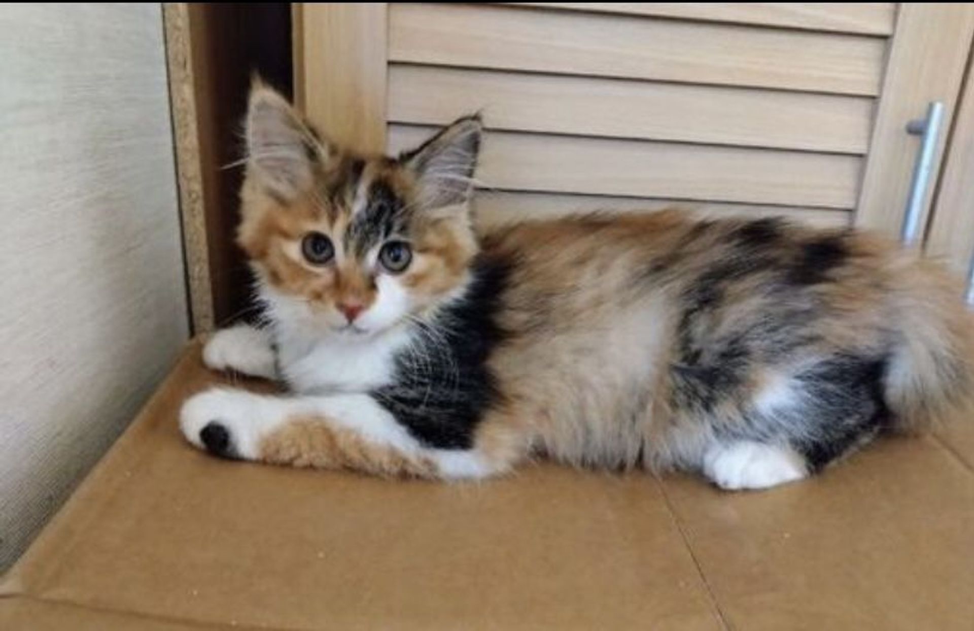 雑種（ミックス猫）・メスの里親募集の写真