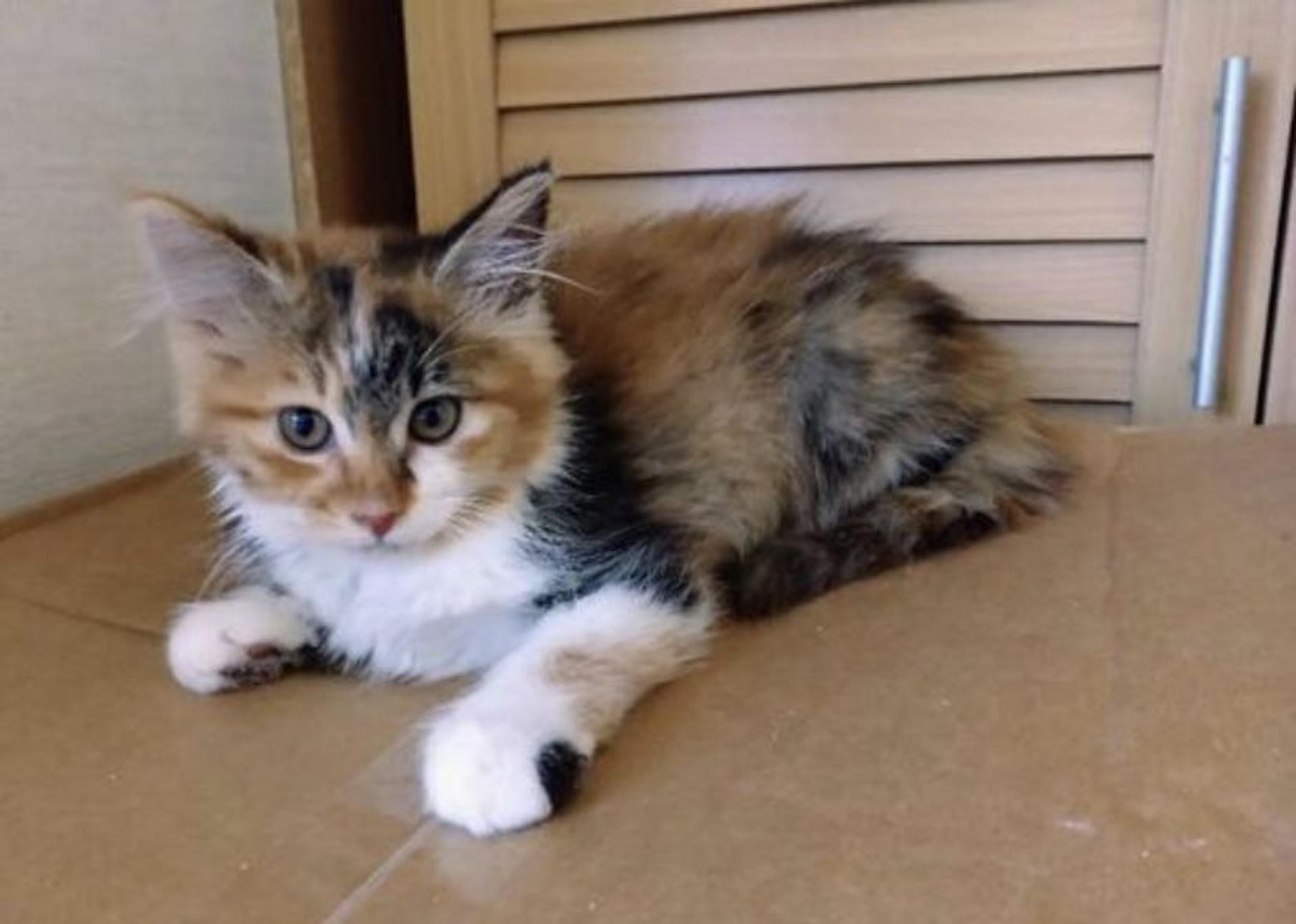 pet-image-2