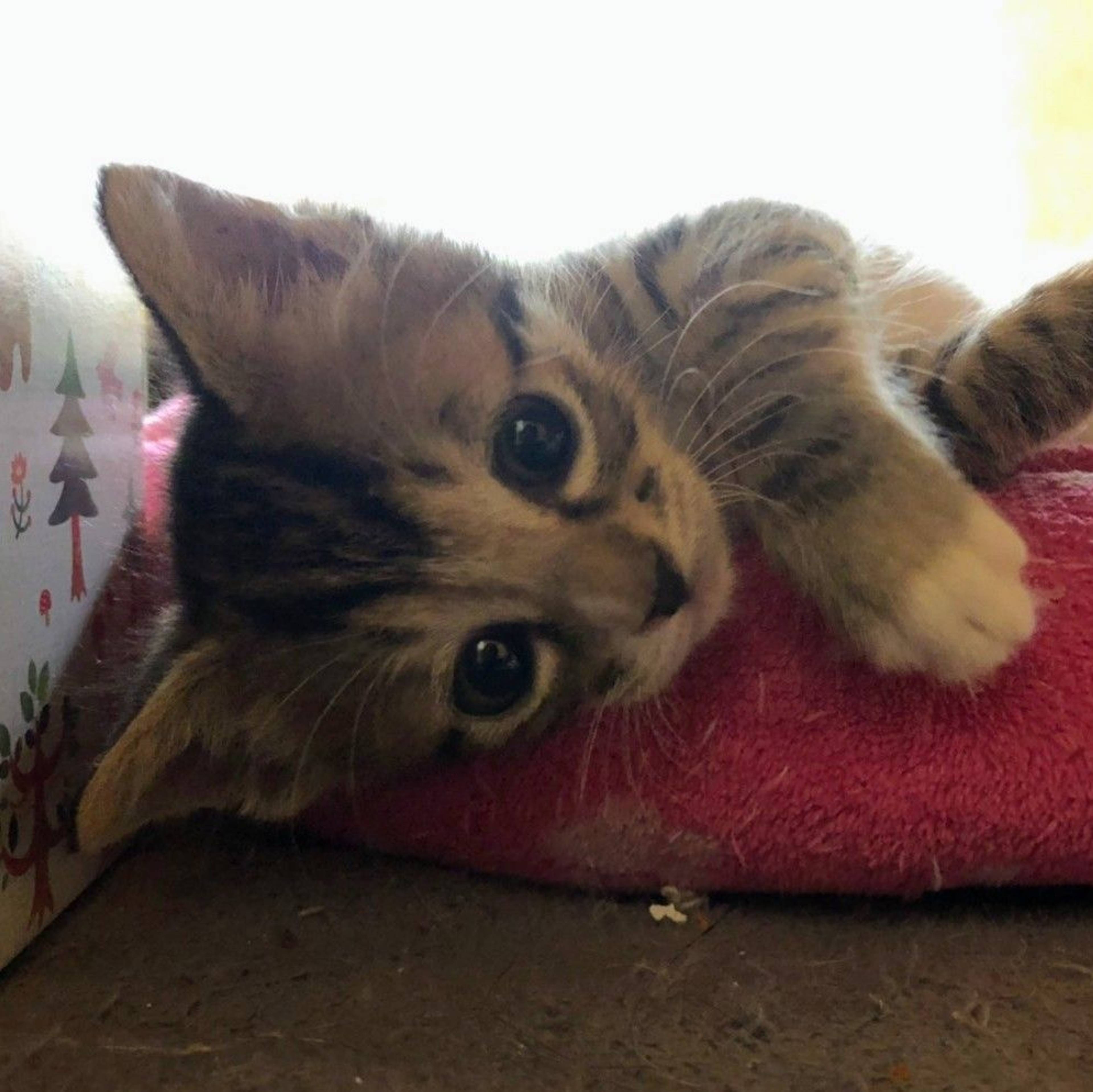 雑種（ミックス猫）・オスの里親募集の写真
