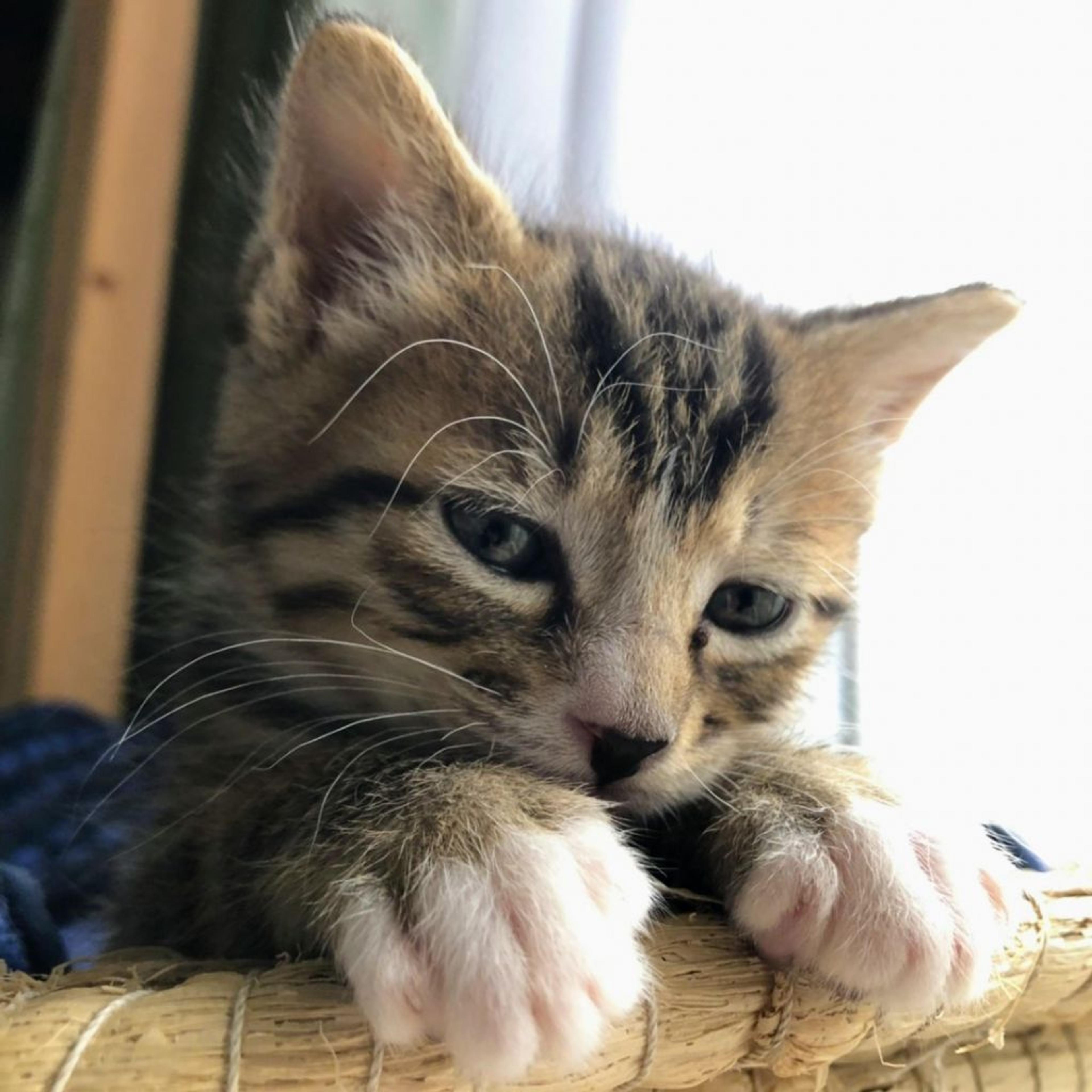 pet-image-2