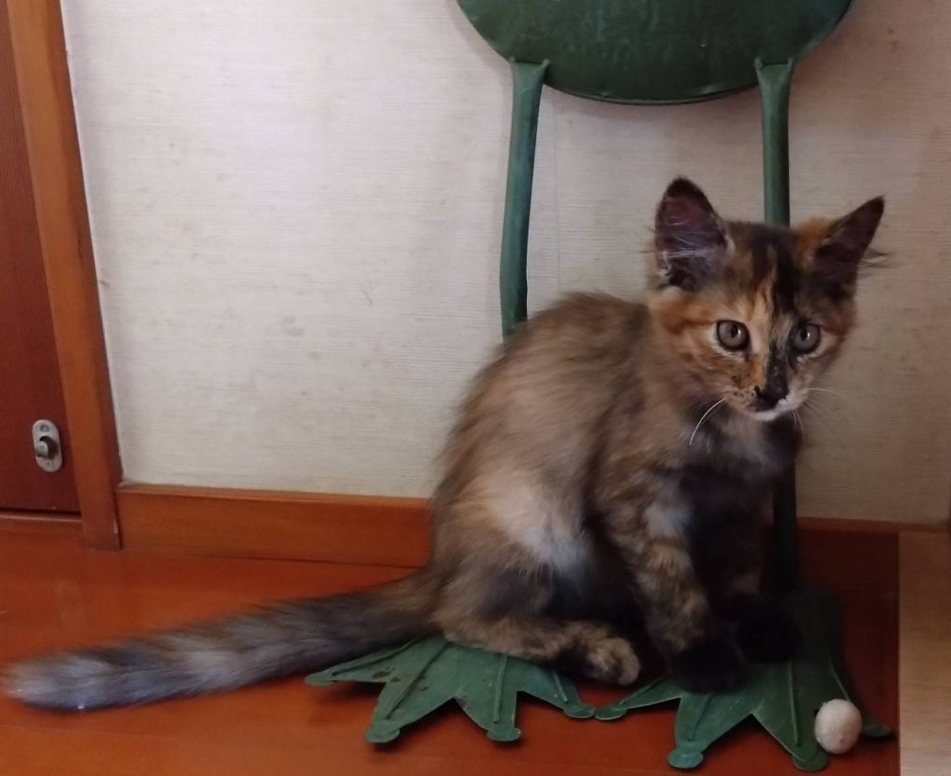 雑種（ミックス猫）・オスの里親募集の写真