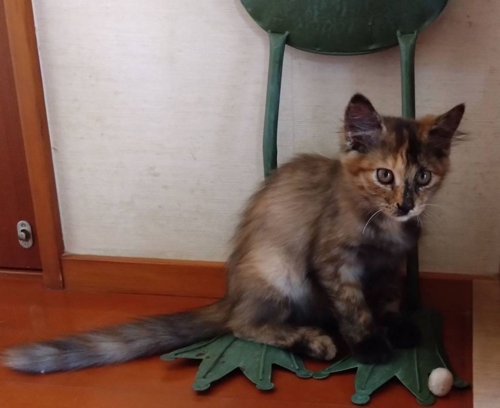 雑種（ミックス猫）・オスの里親募集の写真