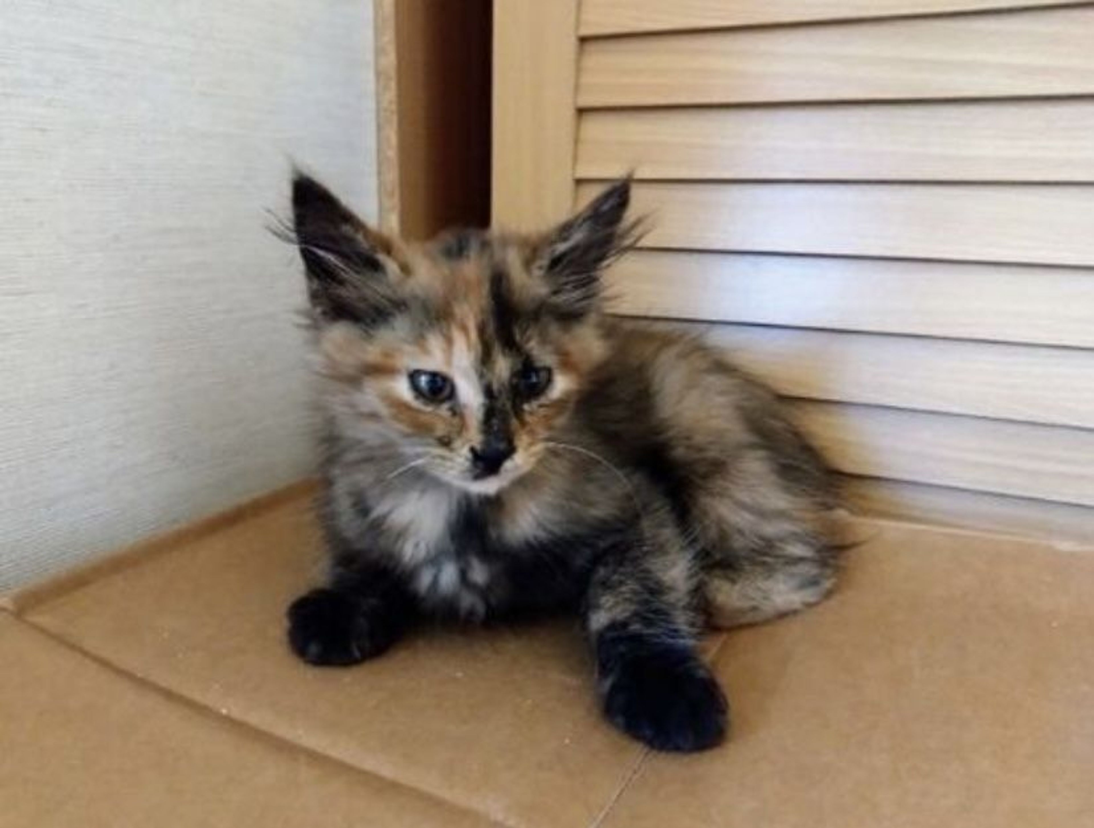 pet-image-4