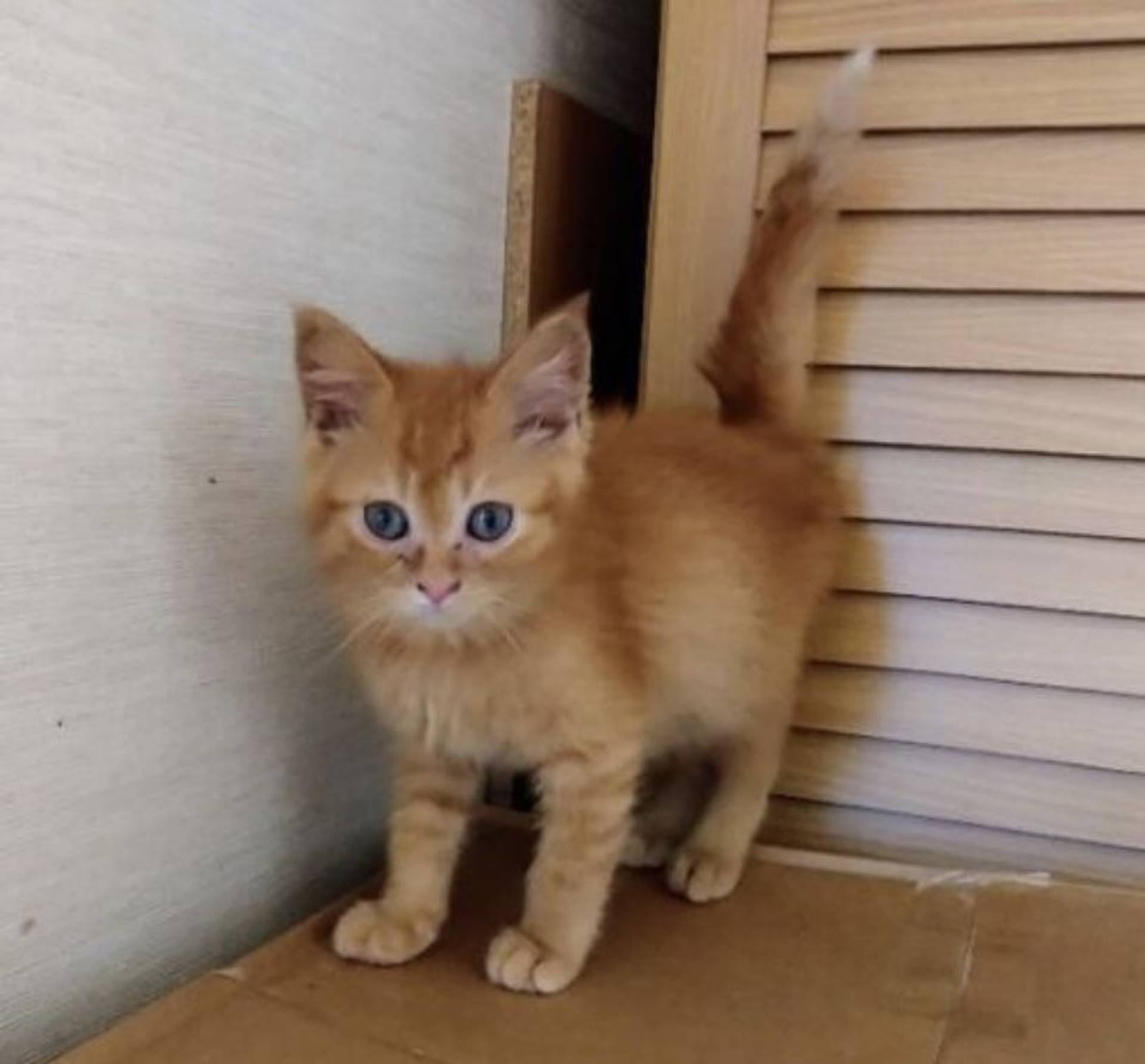 雑種（ミックス猫）・オスの里親募集の写真