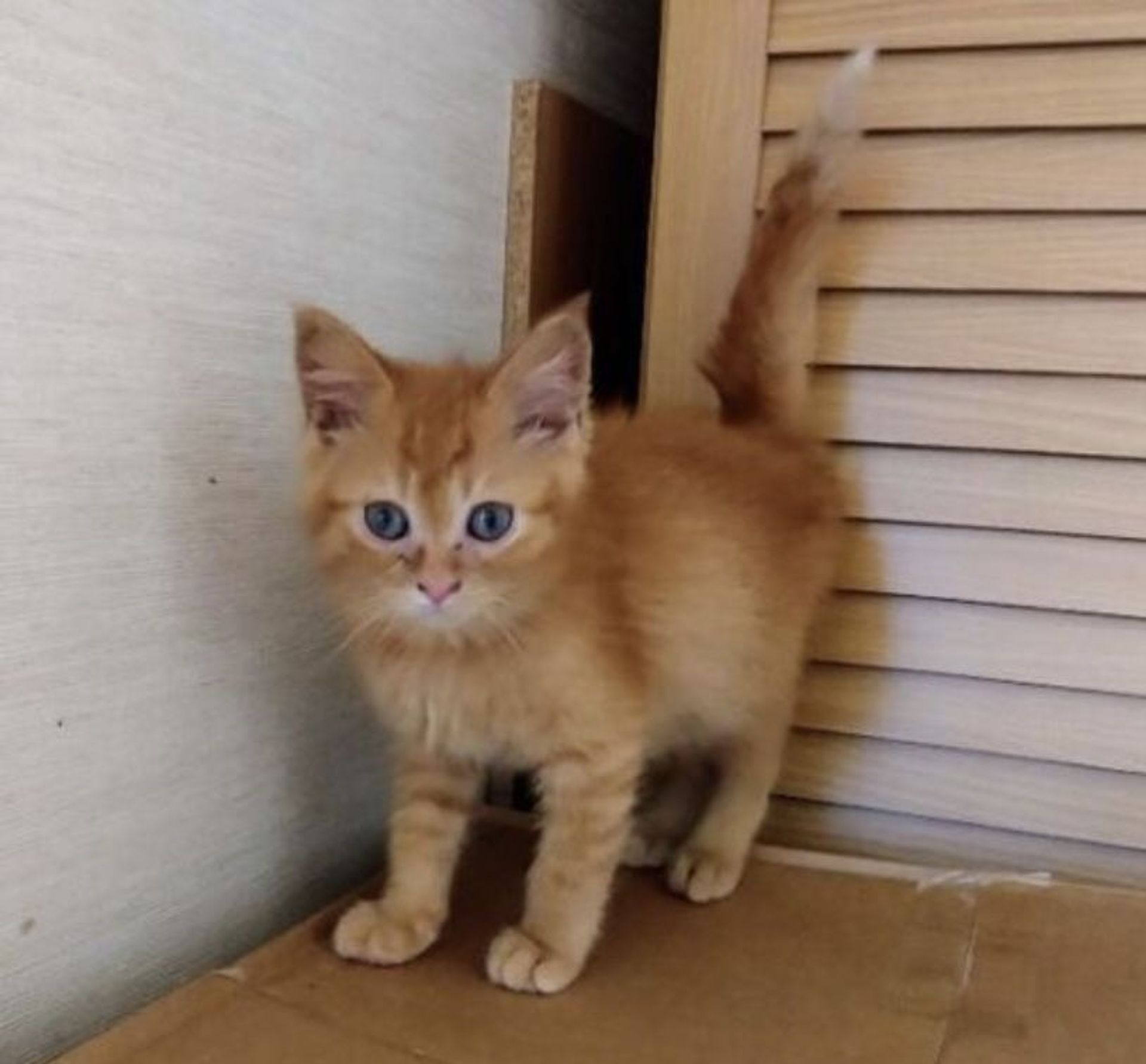 雑種（ミックス猫）・オスの里親募集の写真