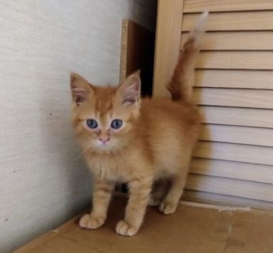 あらしの写真