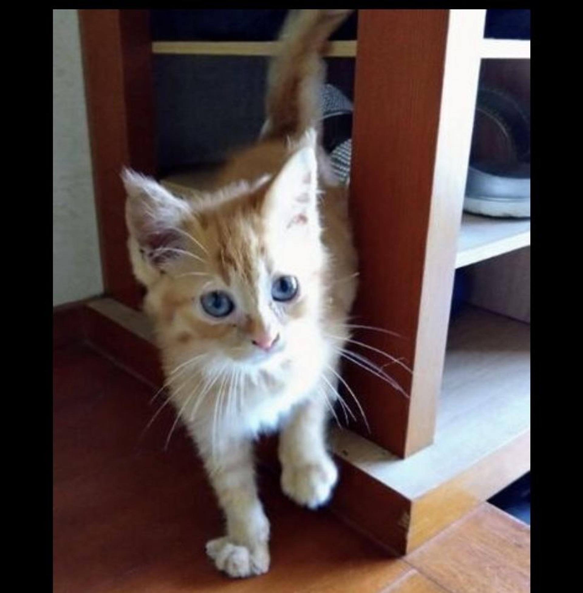 pet-image-2
