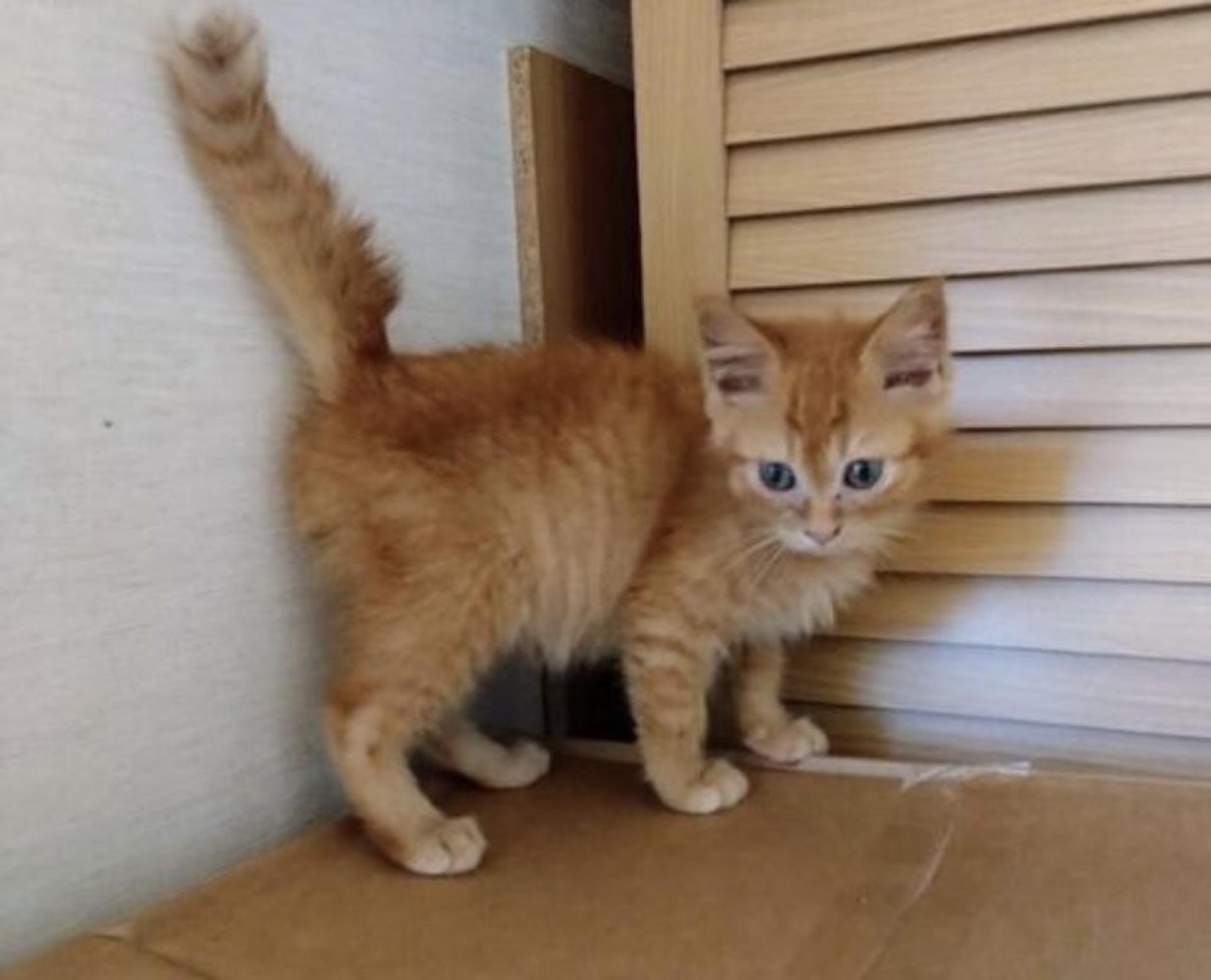 pet-image-4