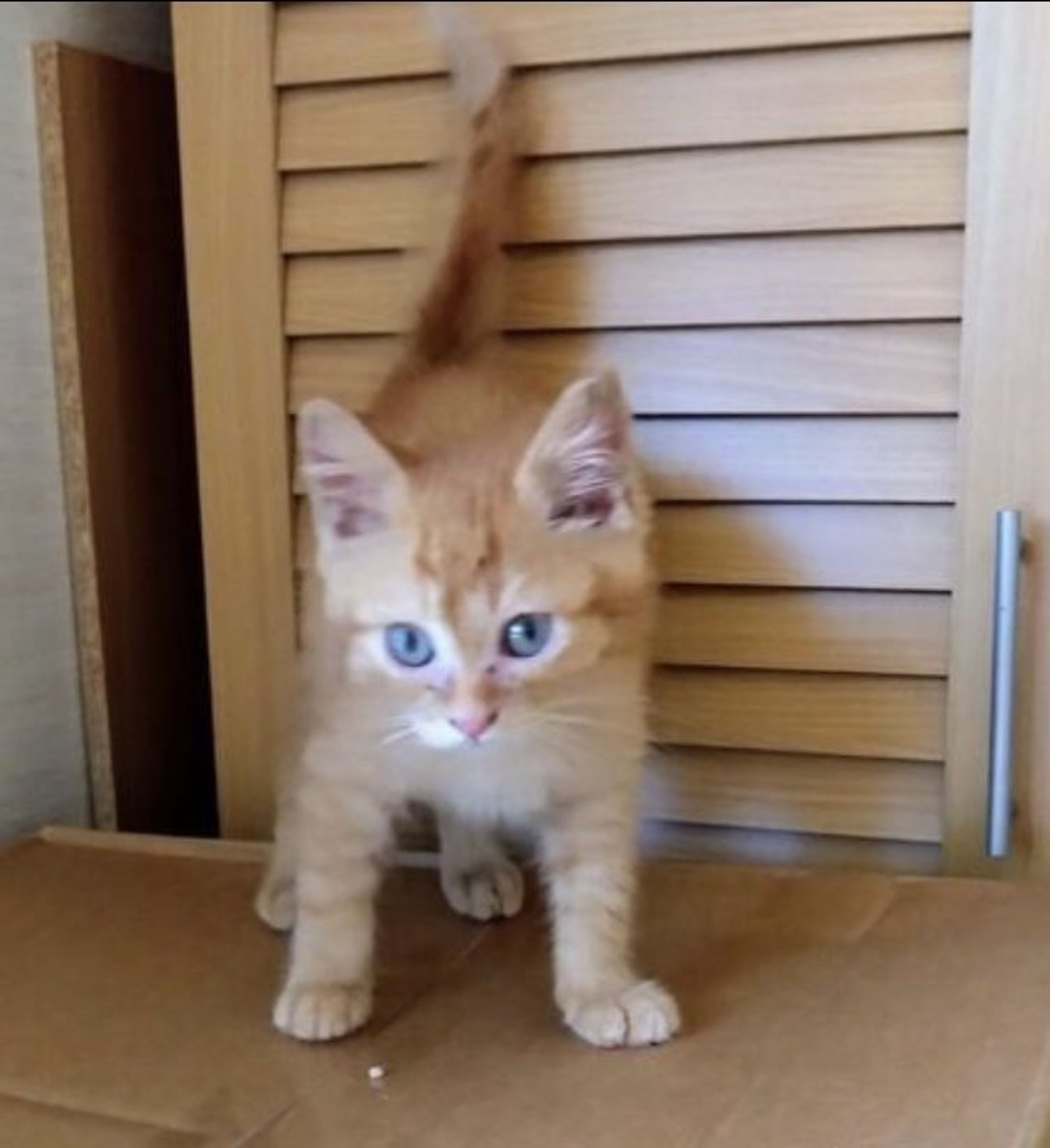 pet-image-5