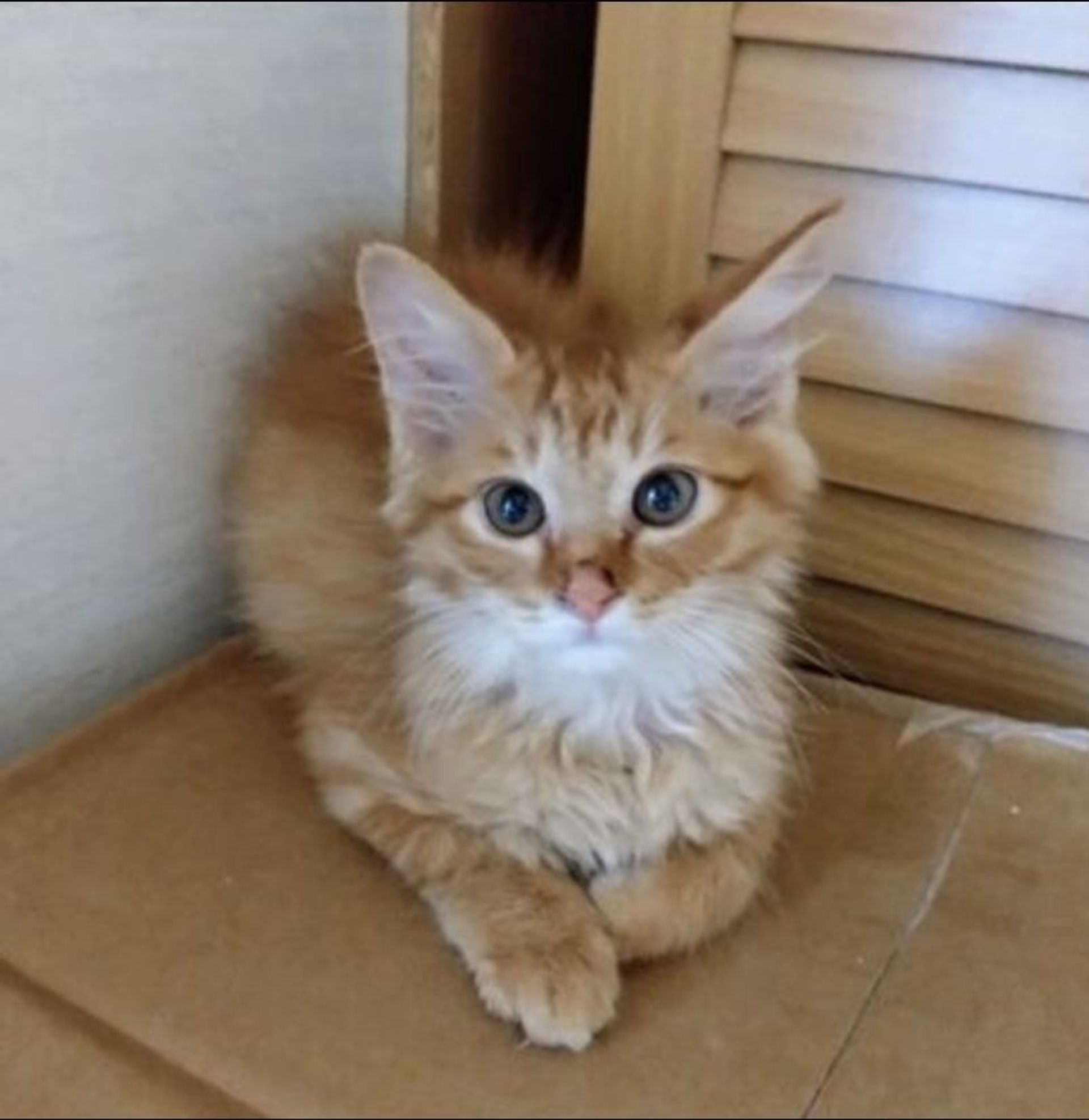 雑種（ミックス猫）・オスの里親募集の写真