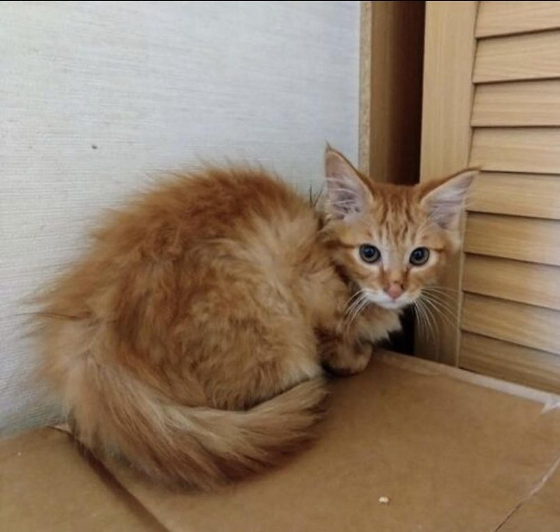 pet-image-3