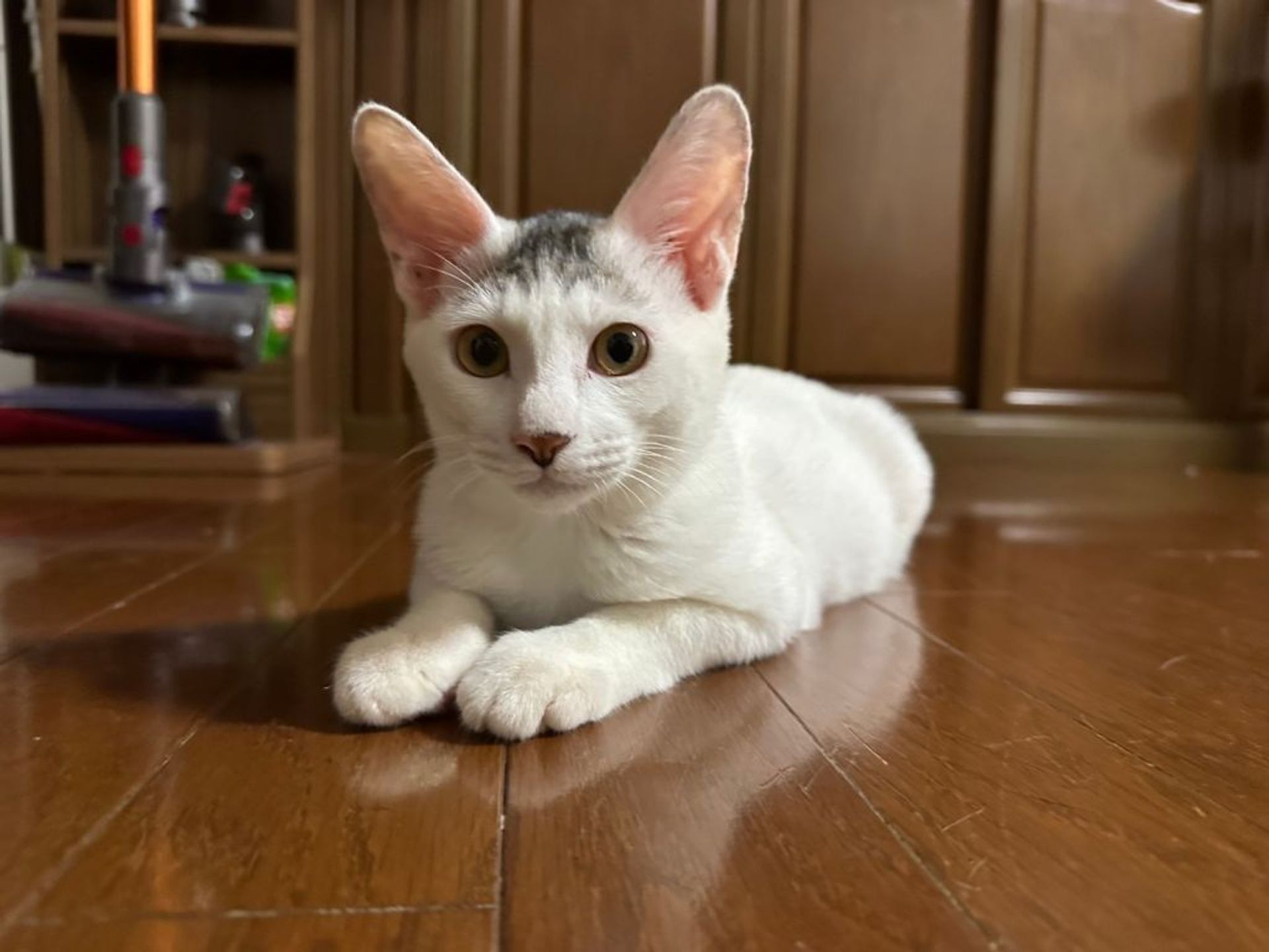 雑種（ミックス猫）・オスの里親募集の写真